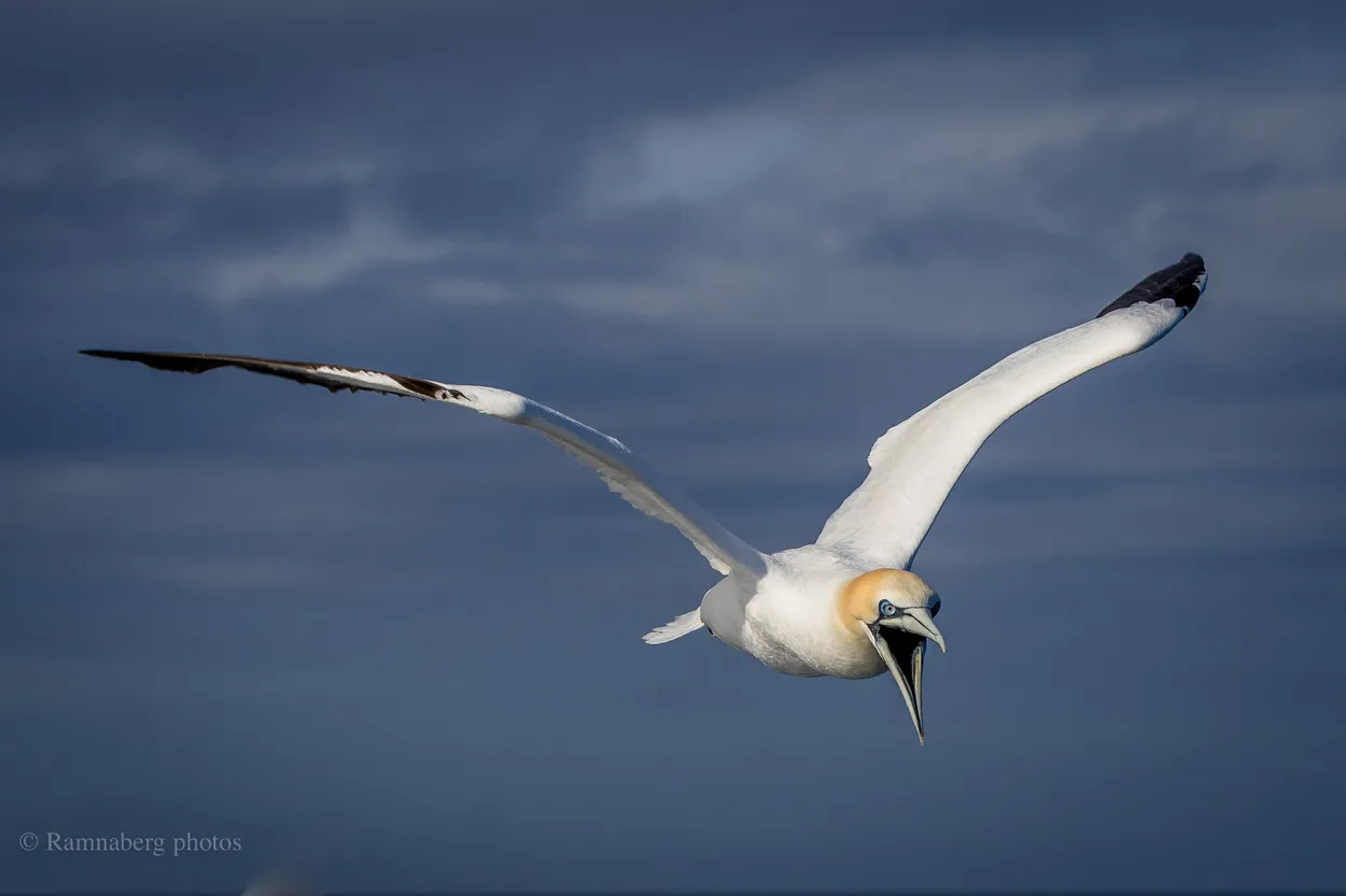 Entry 2015190
