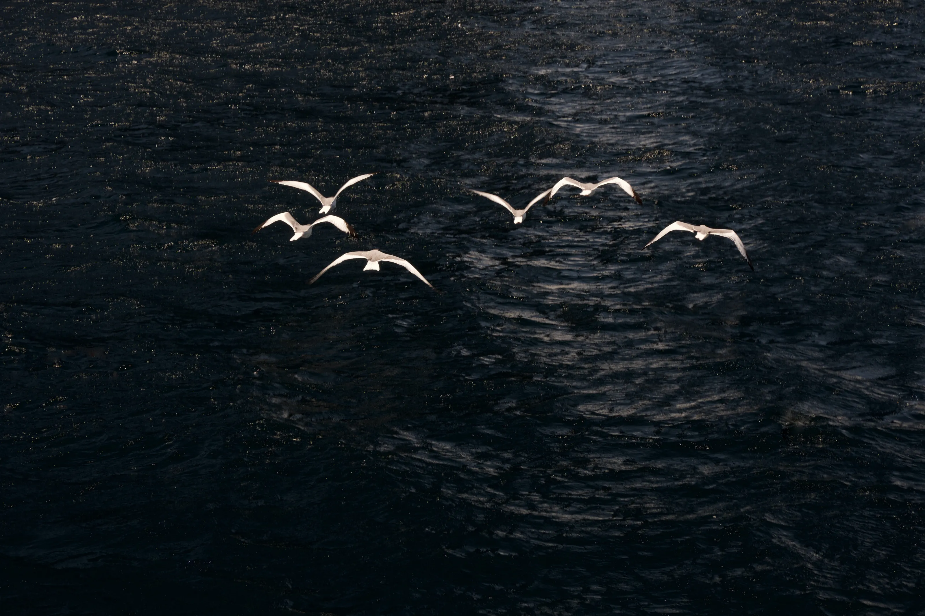 Returning Home