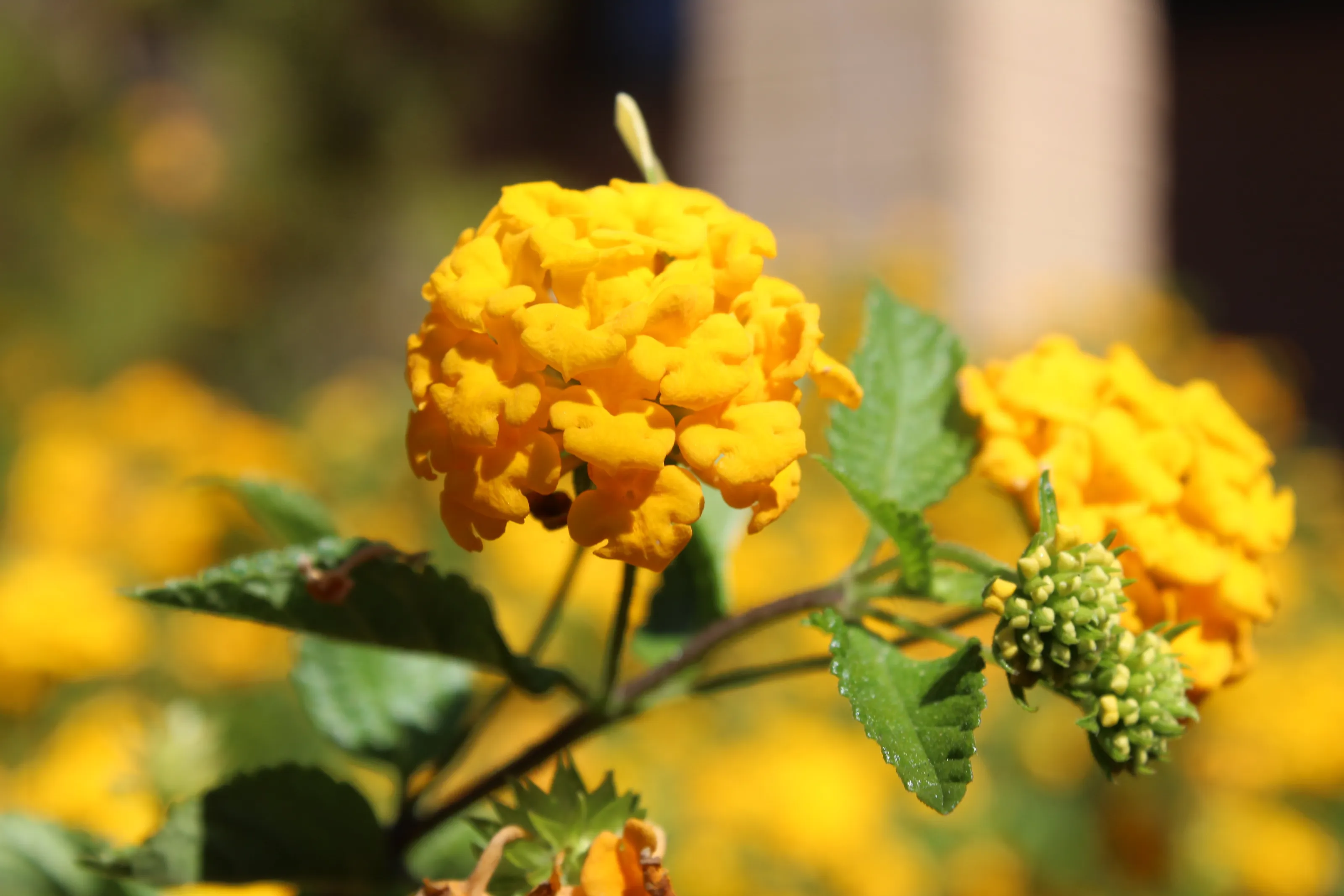Flowers!