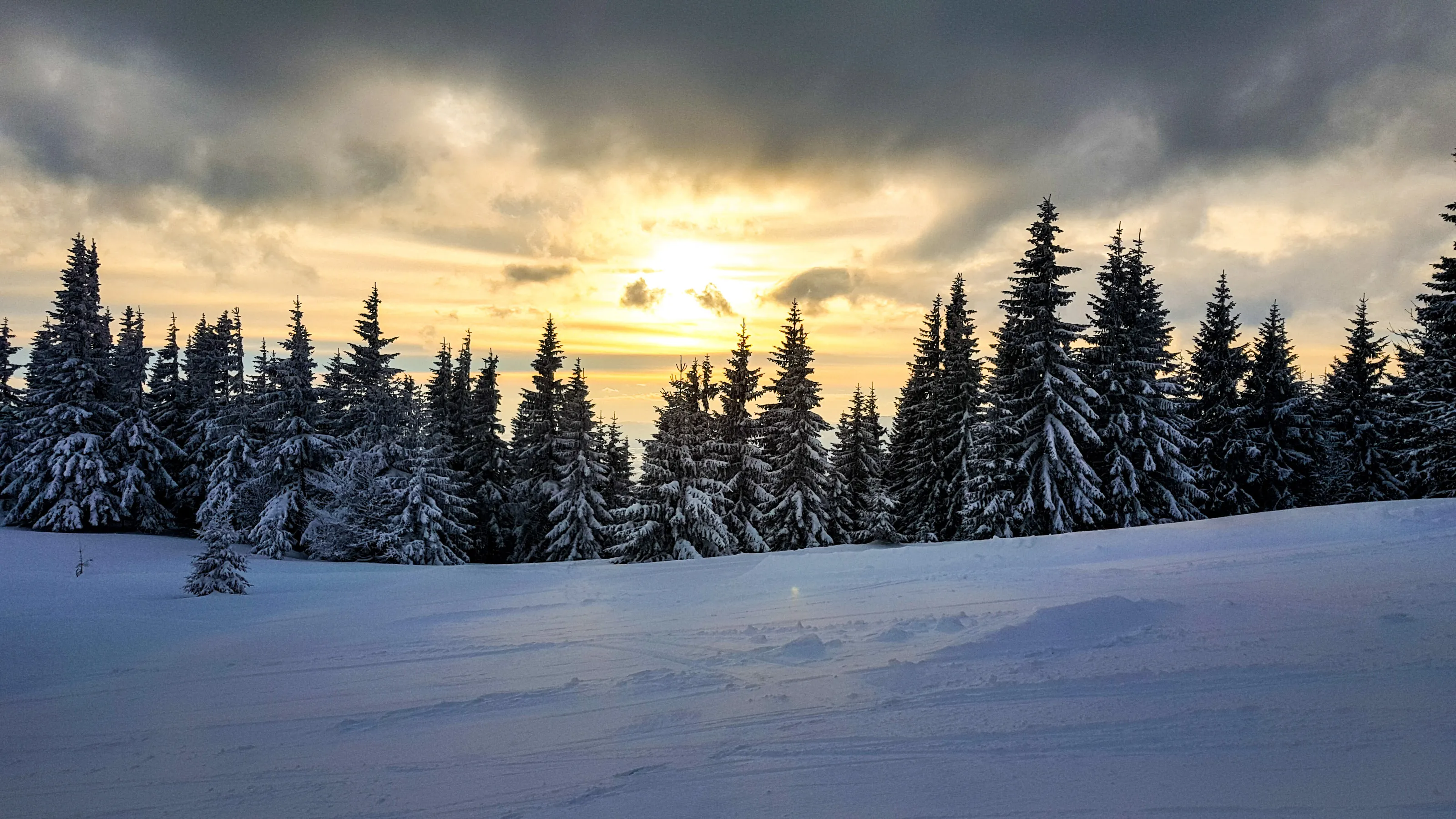 forest sunset