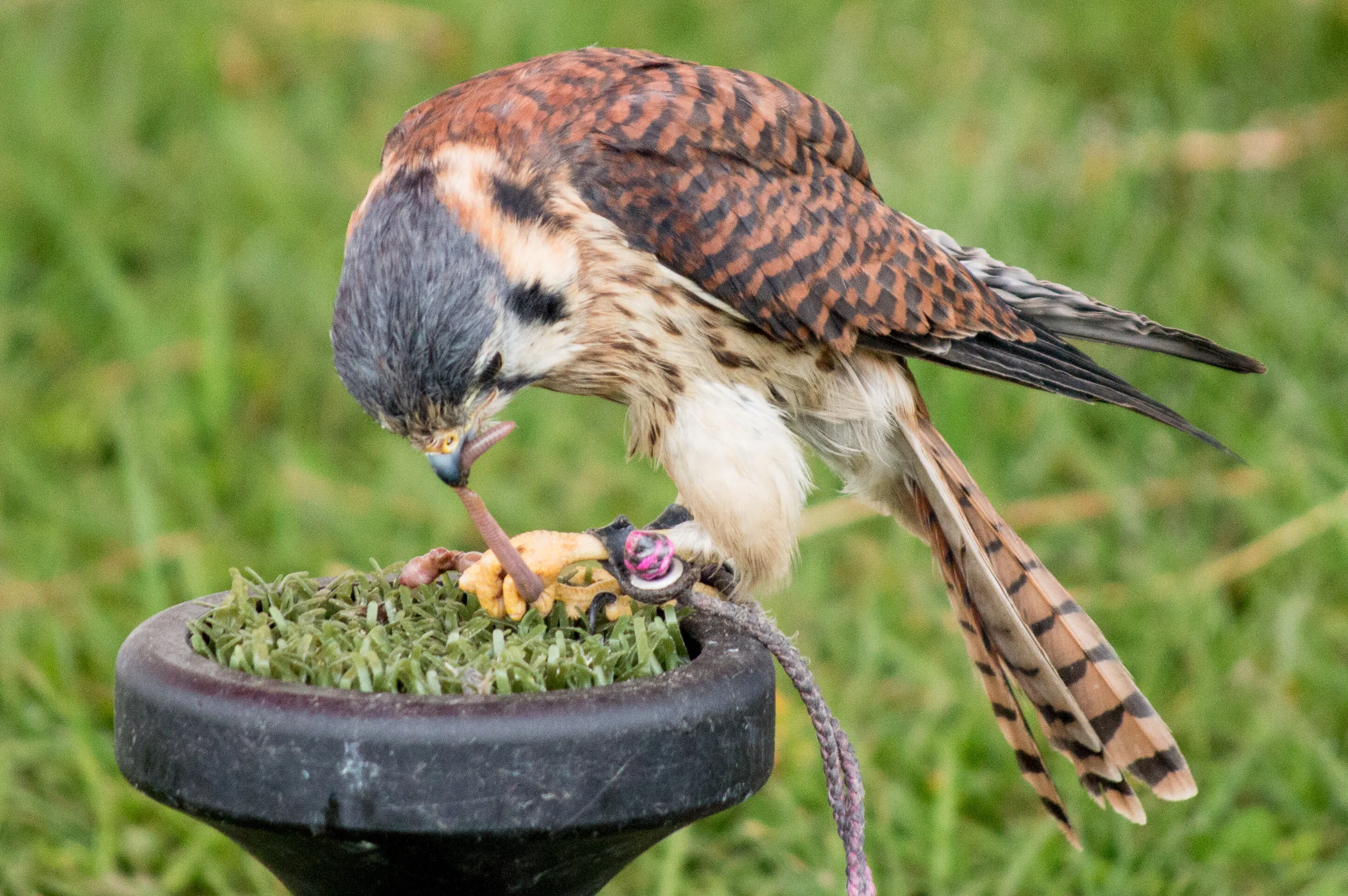 Female American Kestrel's free lunch