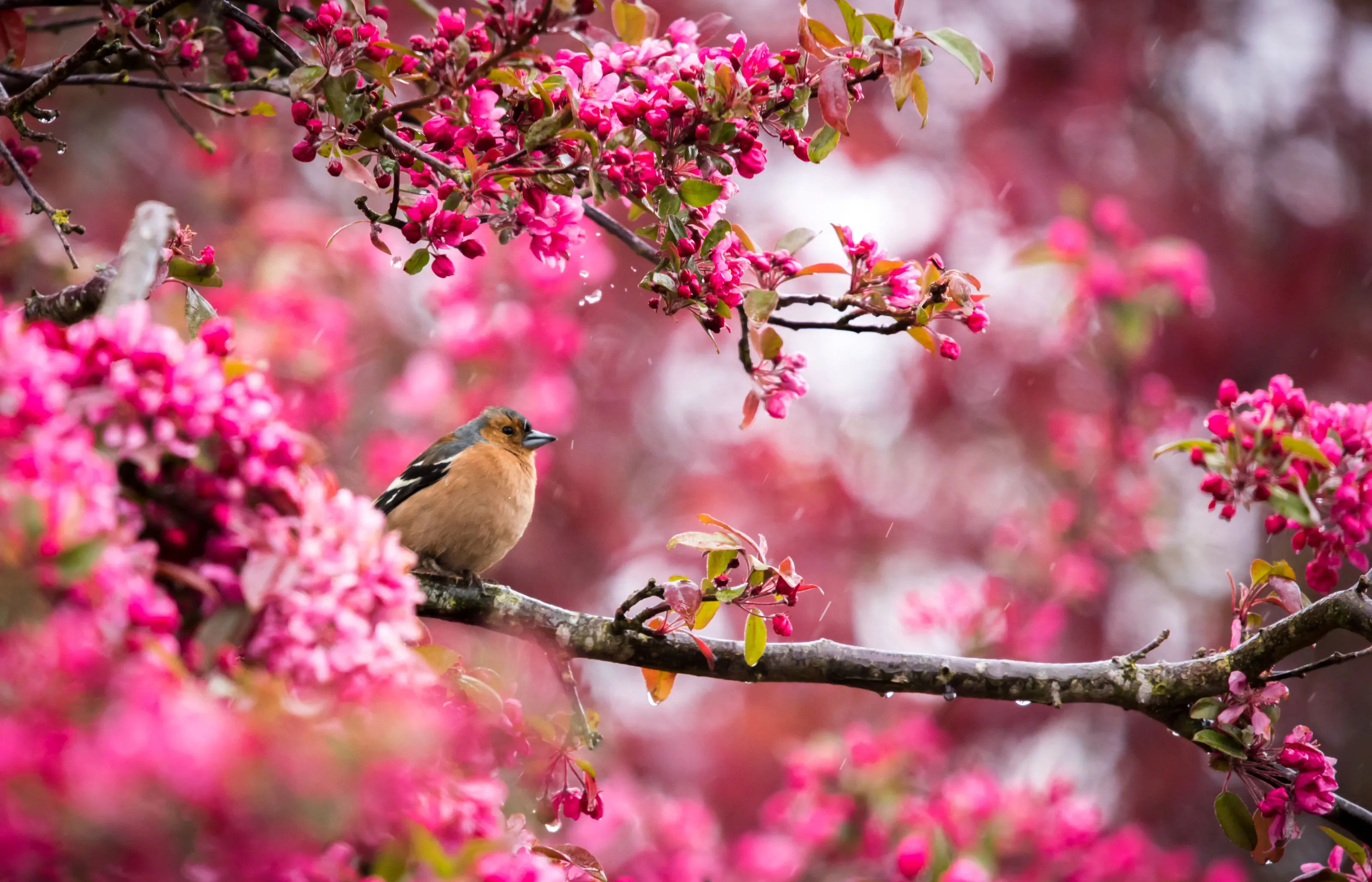 Spring Shower