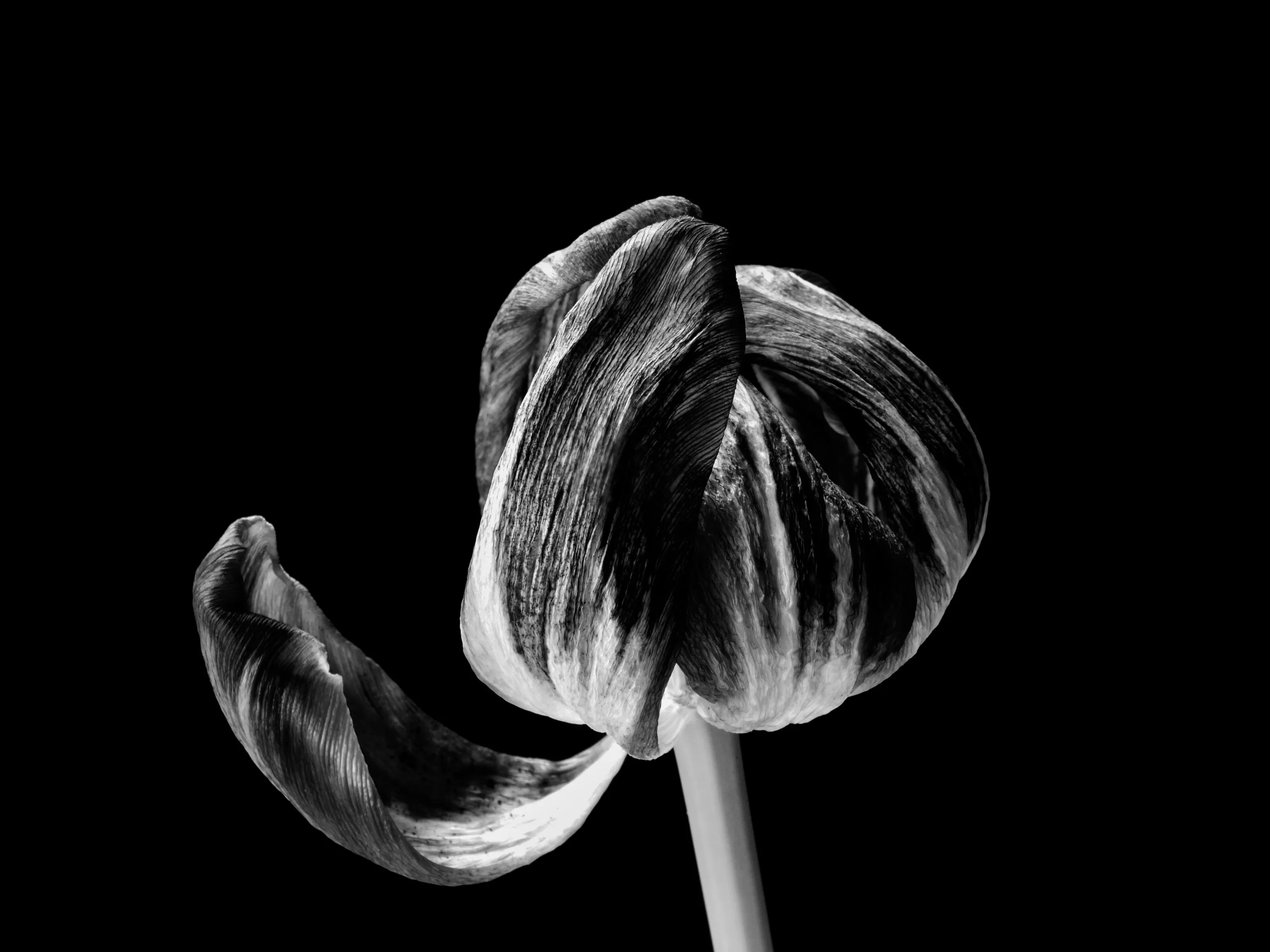 Tulip