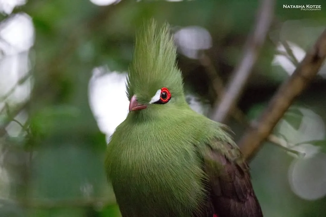 Knysna Loerie