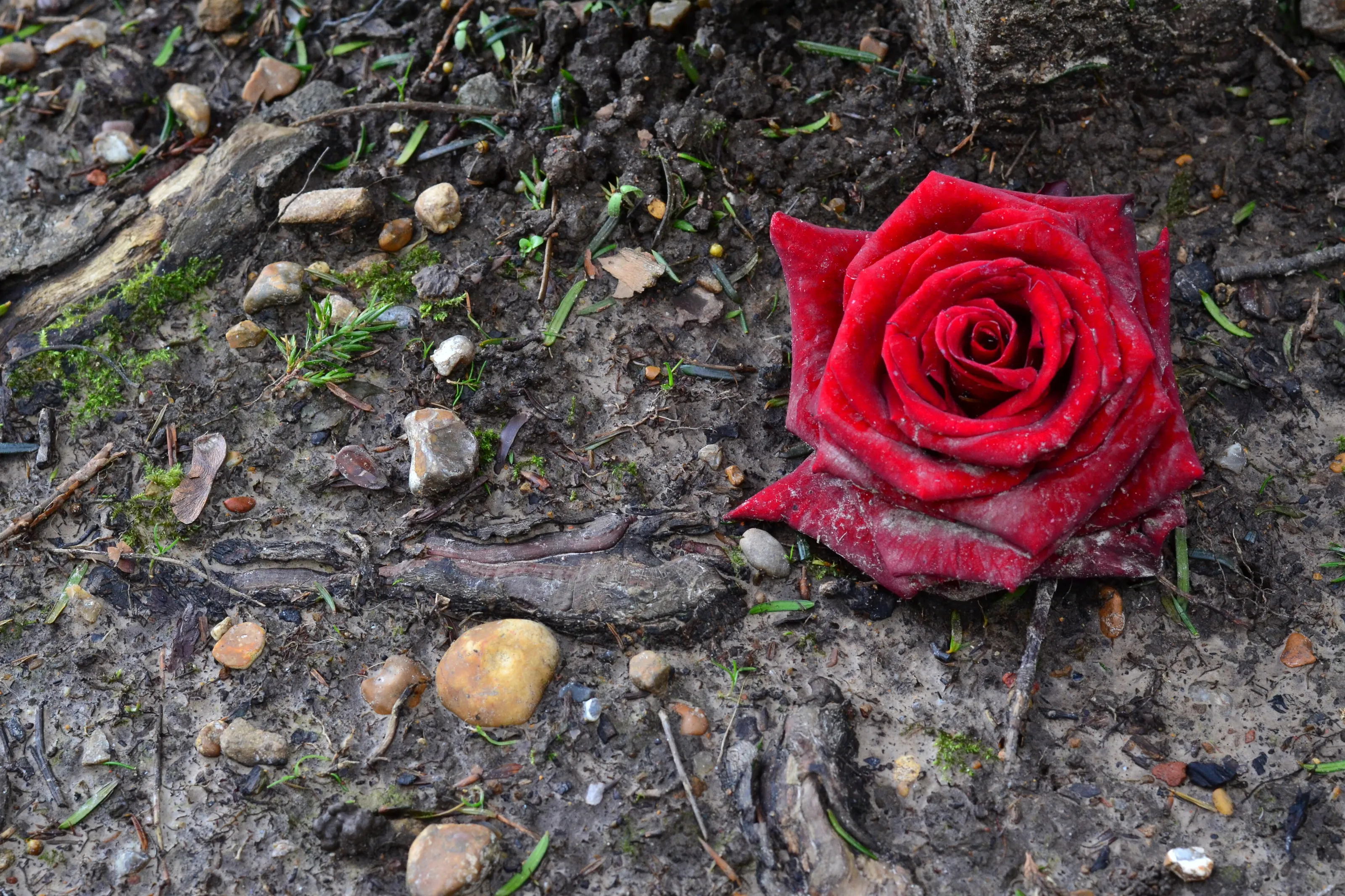 Muddied rose
