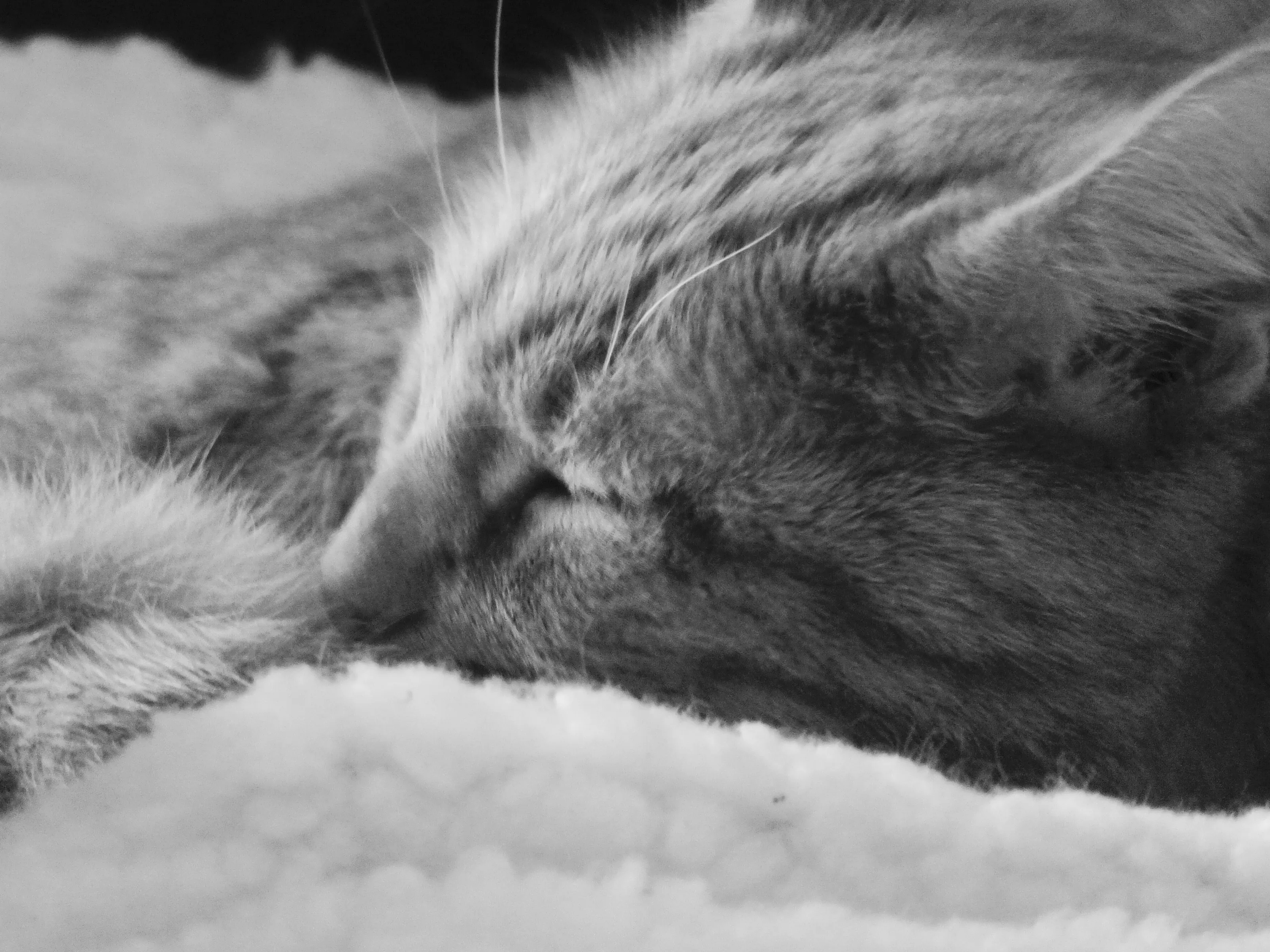 Sleeping cat
