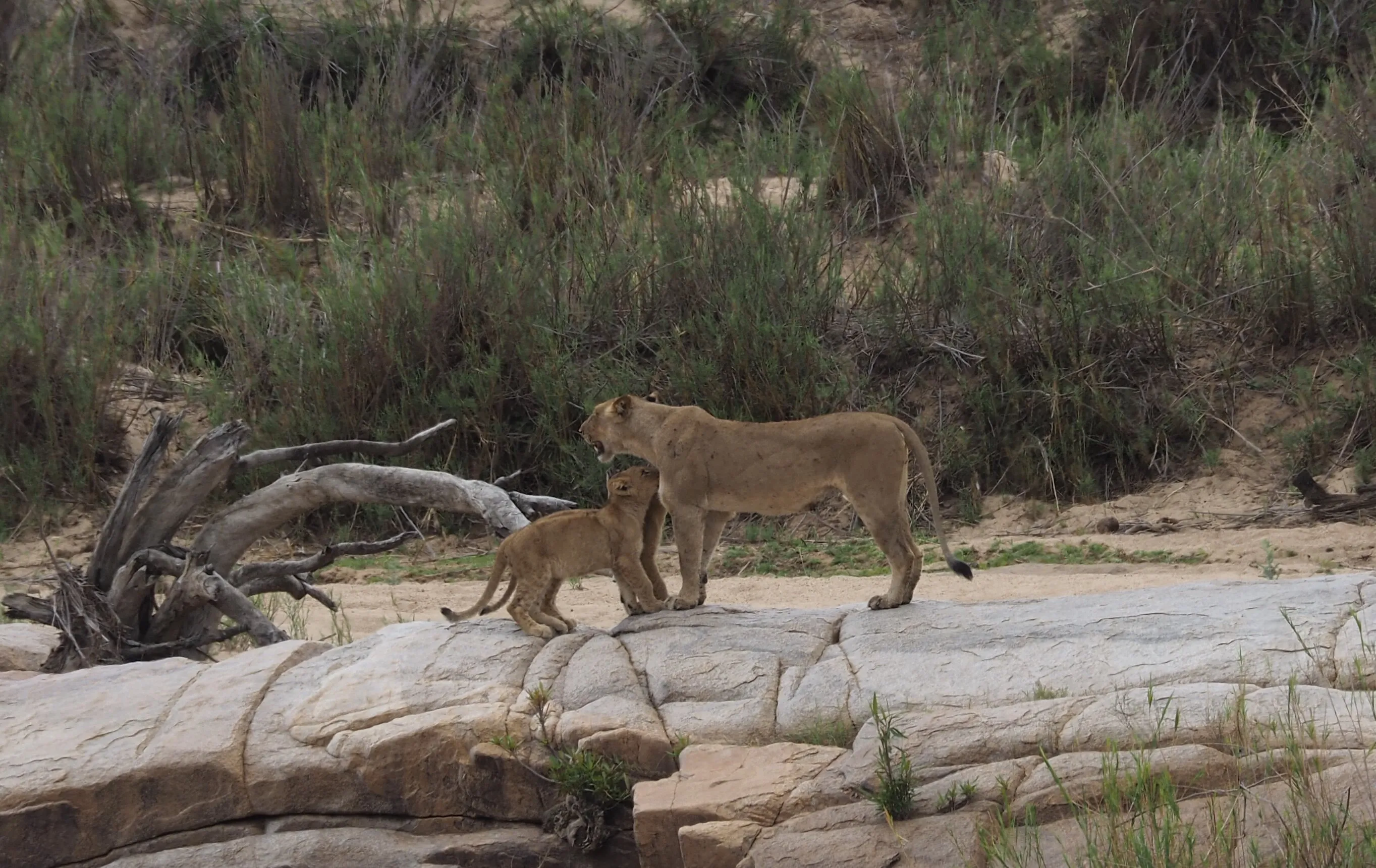 Lioness and cubs