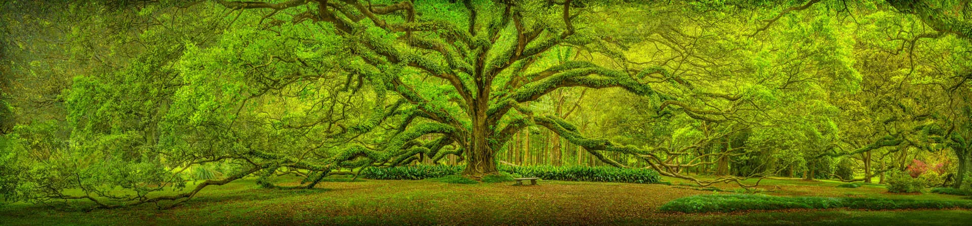 Tree Of Life
