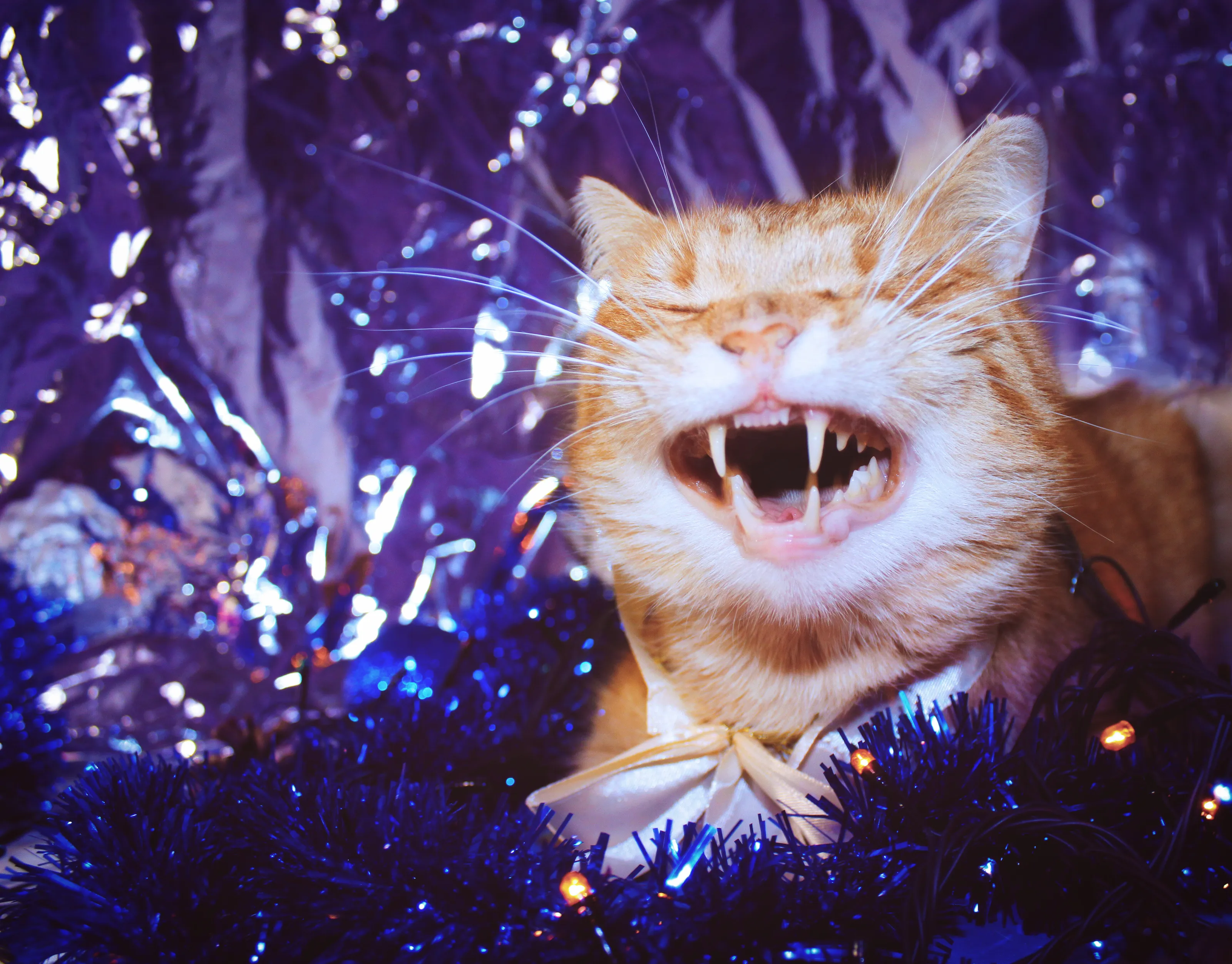 Funny smiling ginger cat Sheva