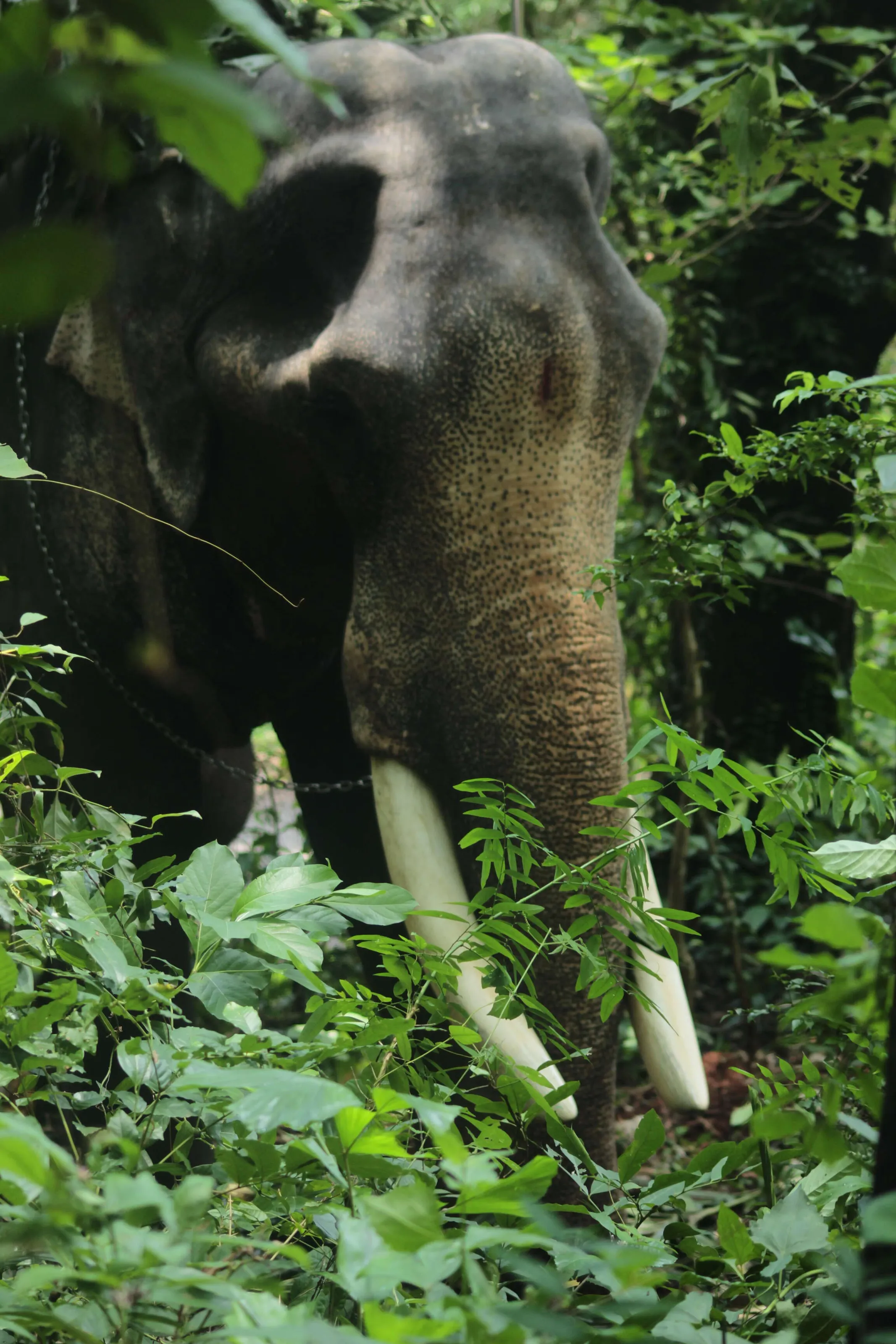 kerala elepheant