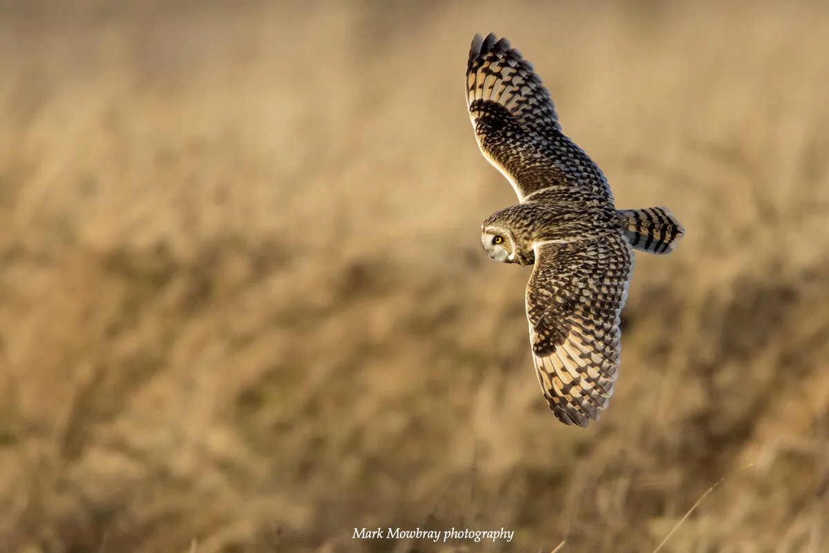 Short eared owl hunting