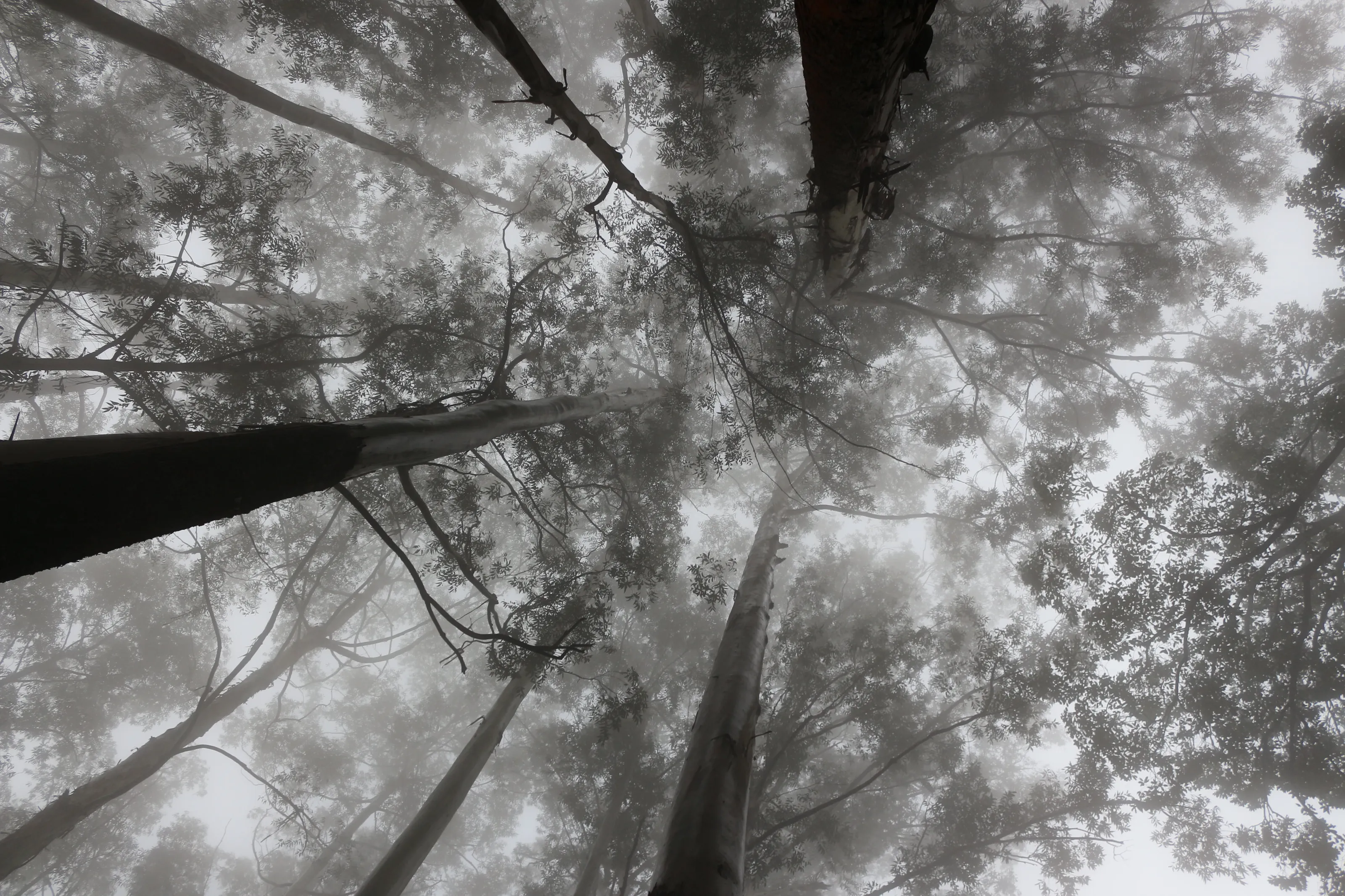 Mist