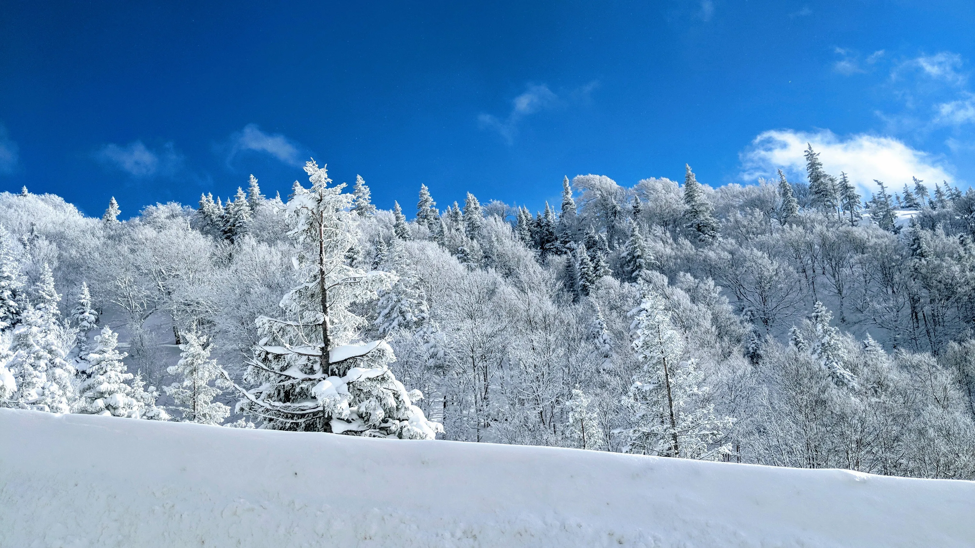 Frosty Forest