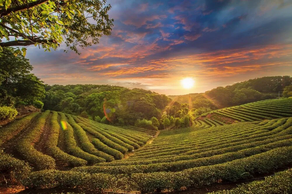 Tea plantation valley