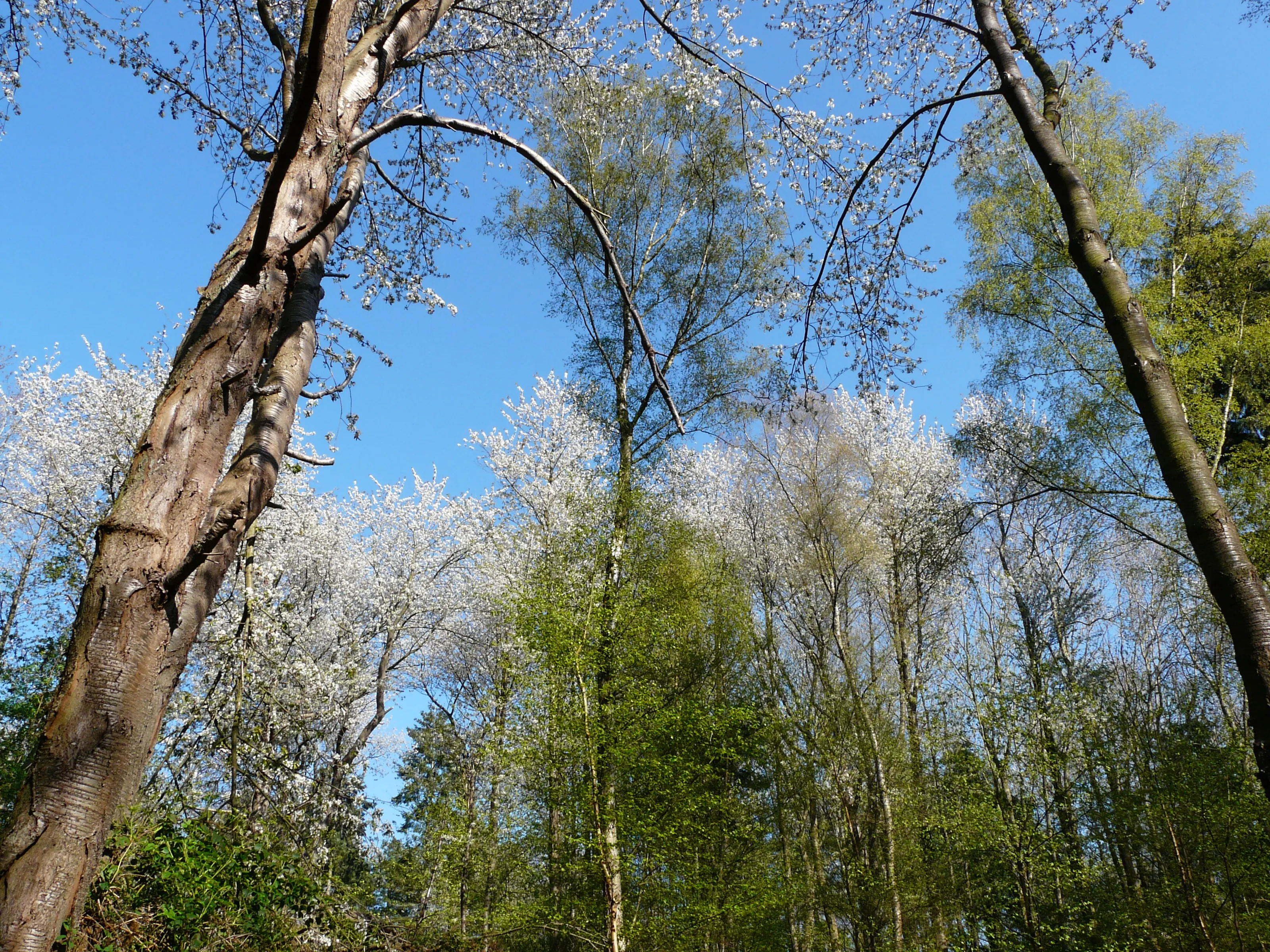 Trees in Spring, Wild Cherry