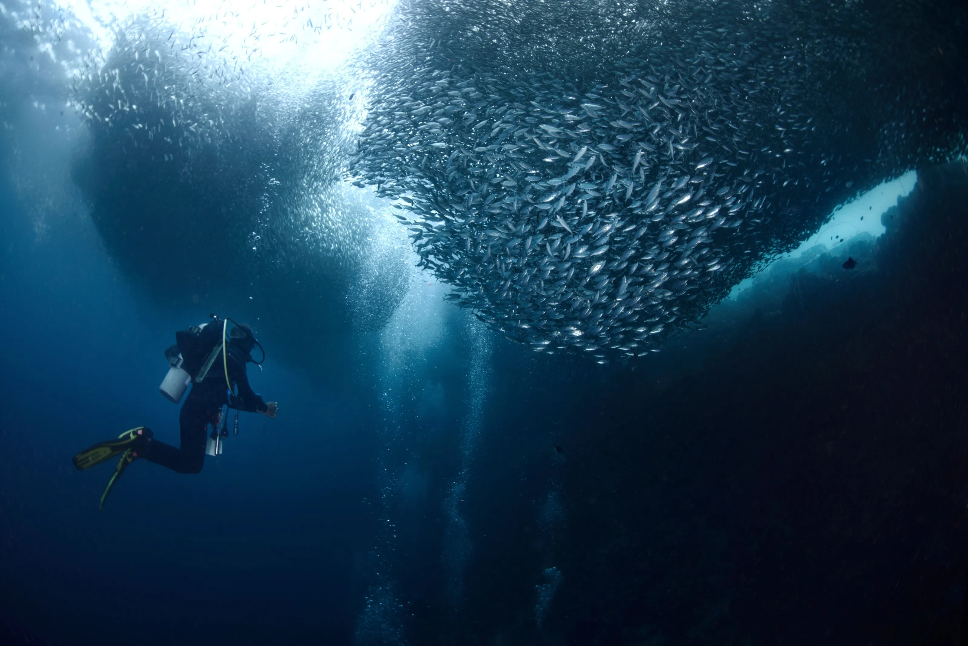 Sardines of Moalboal
