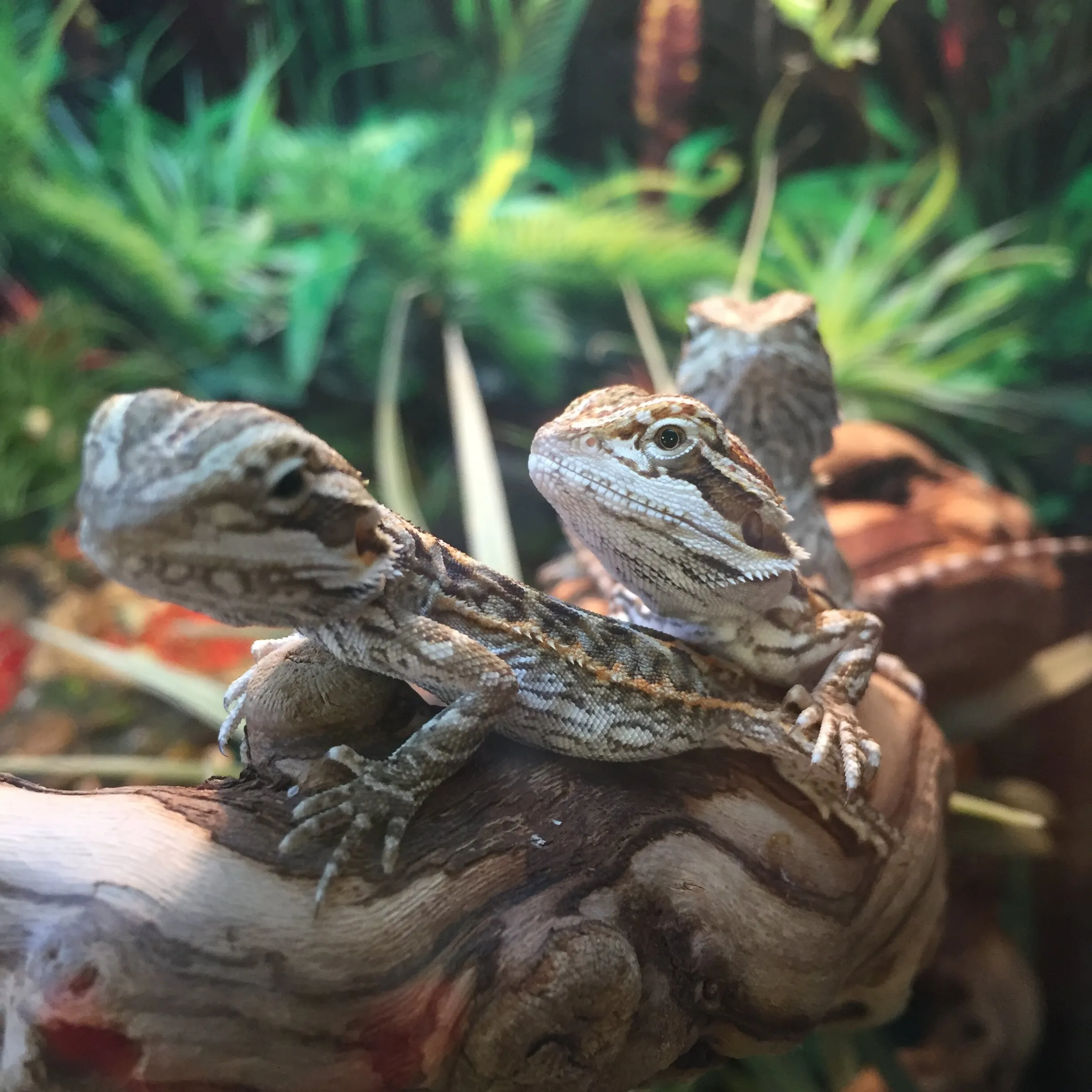 Dragons