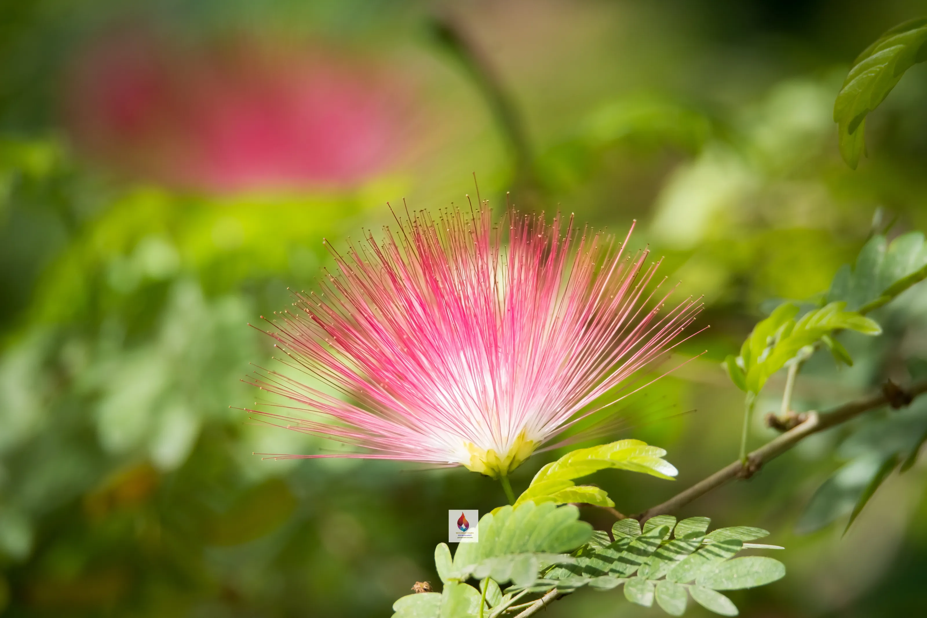 Tree in kuwait zoo