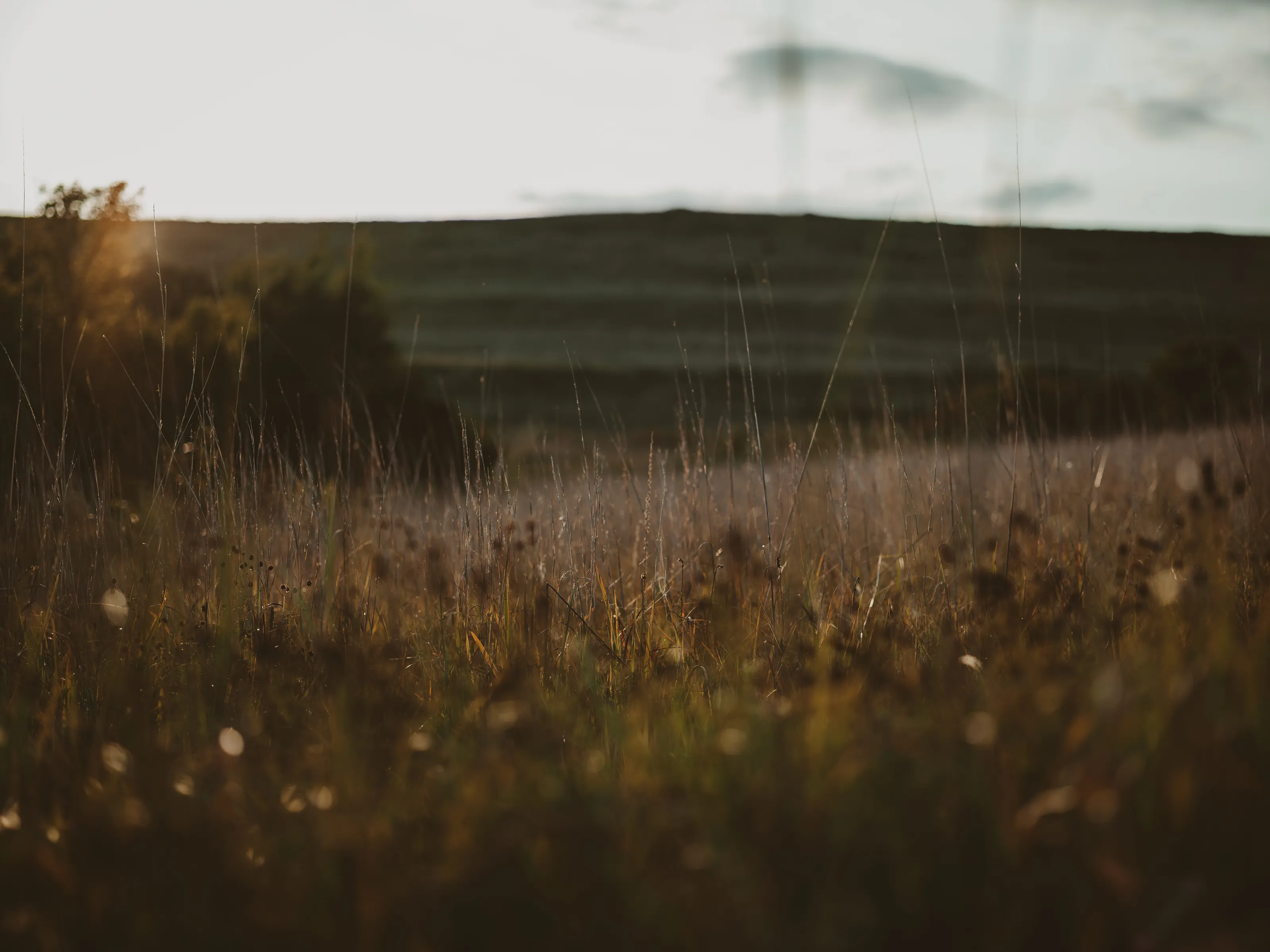 The Golden Prairie