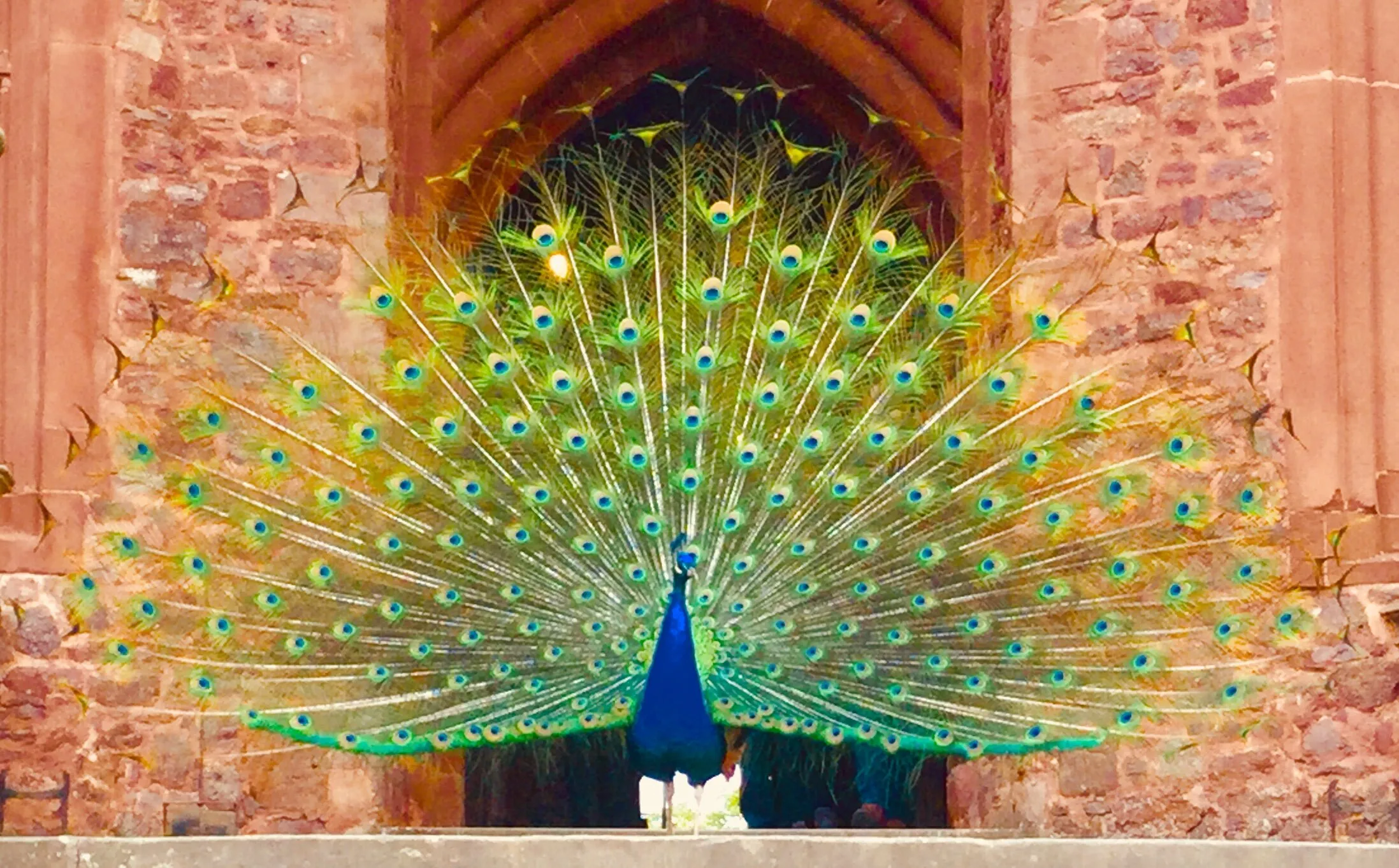 Peacock posing