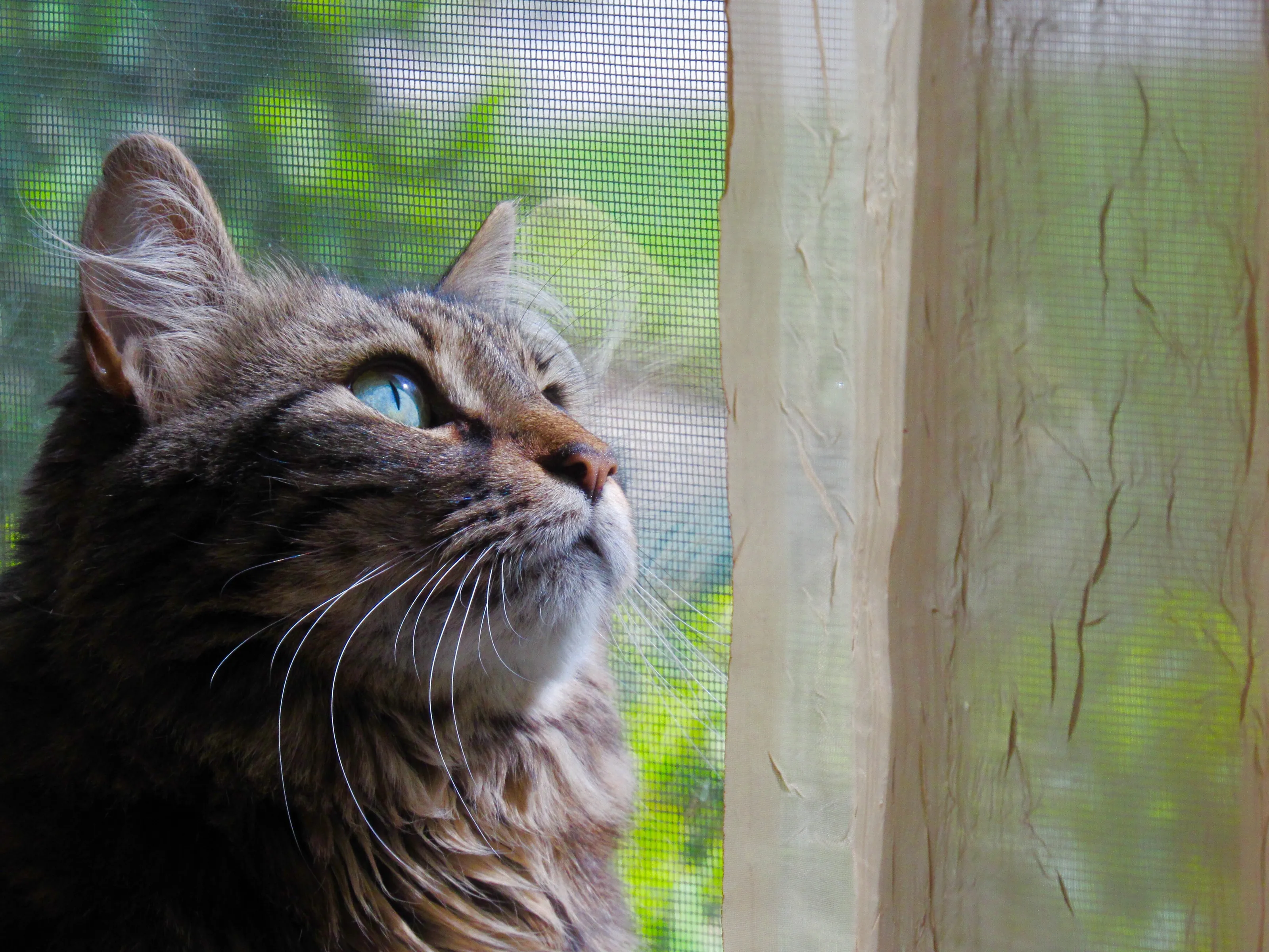 Bird watching