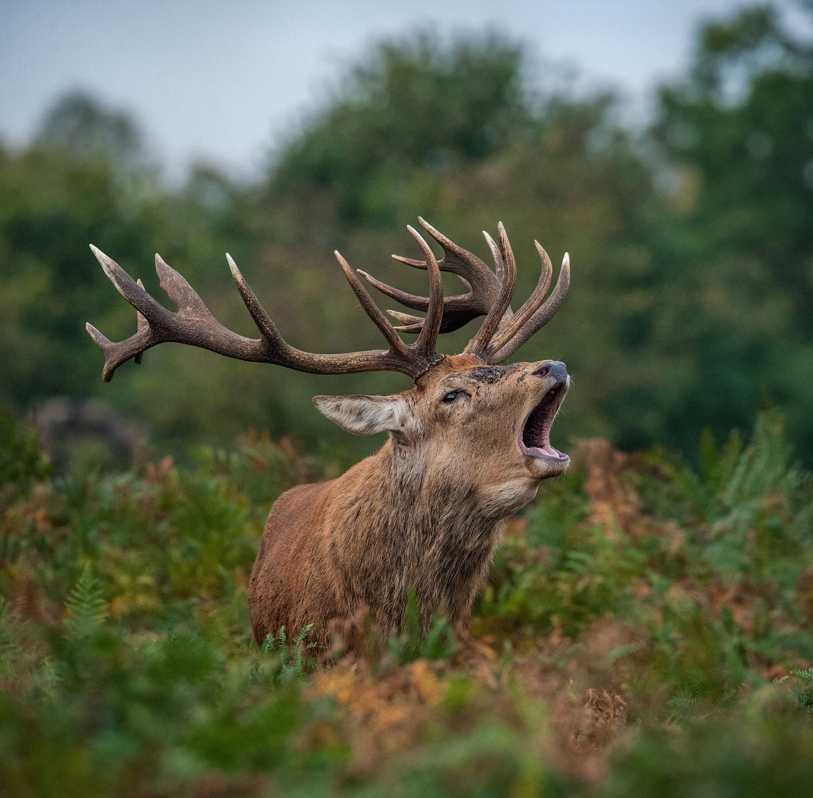 Stag Deer