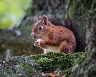 animal