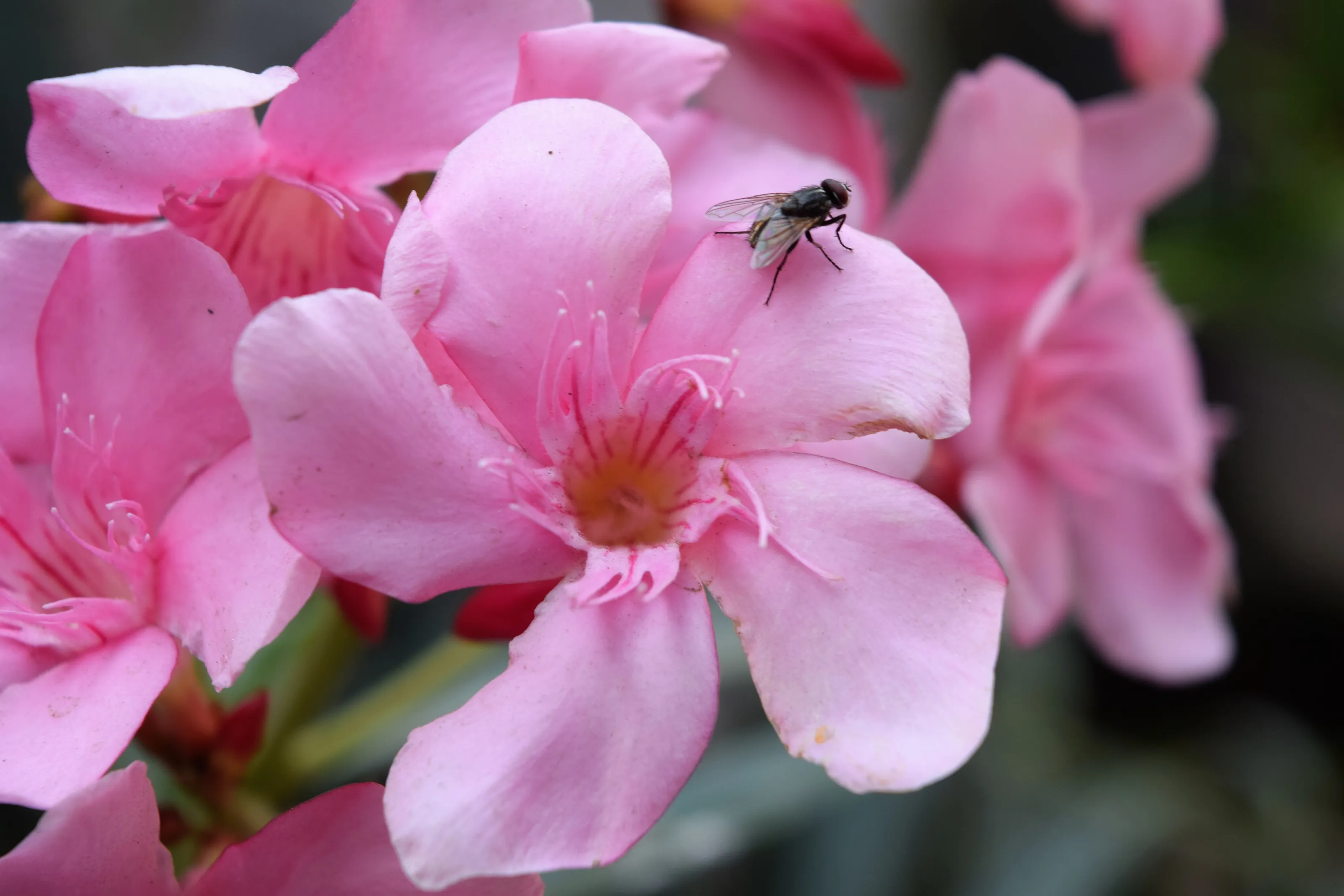 Nerium Flower with Guest