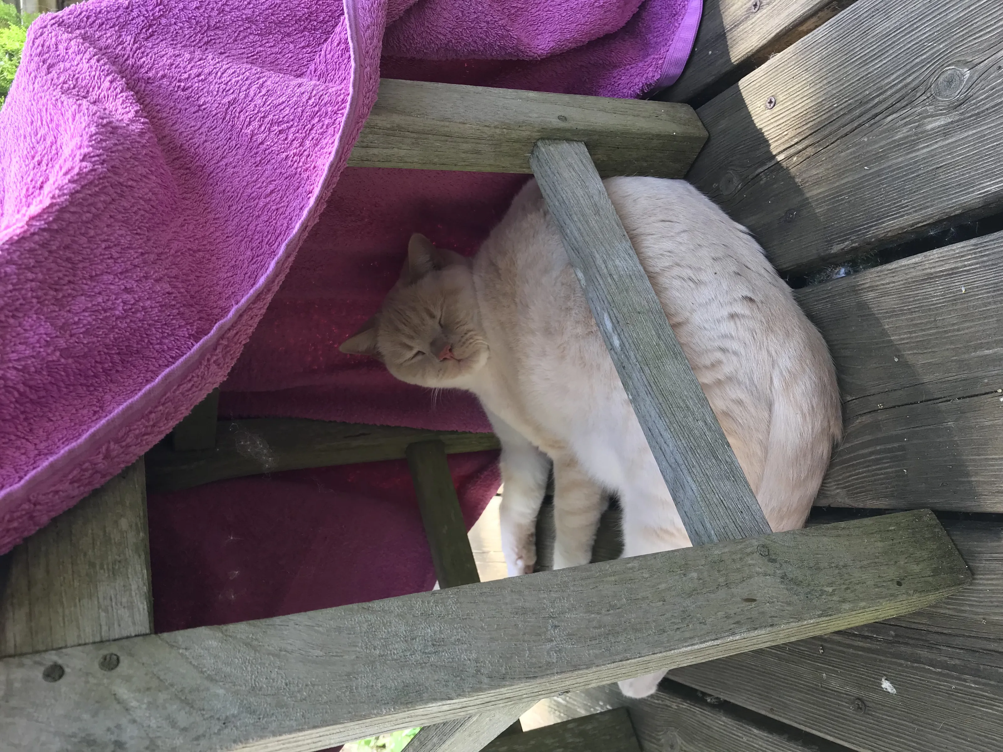 Ollie under a chair