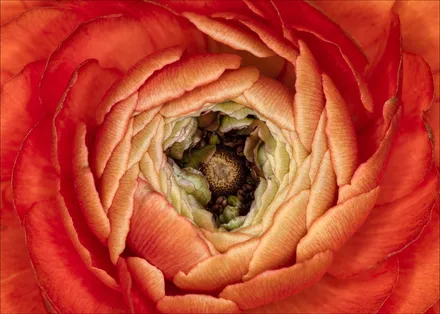 Ranunculus