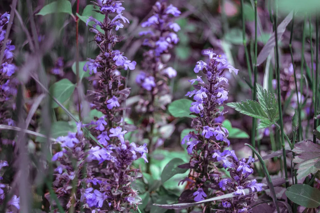 violet