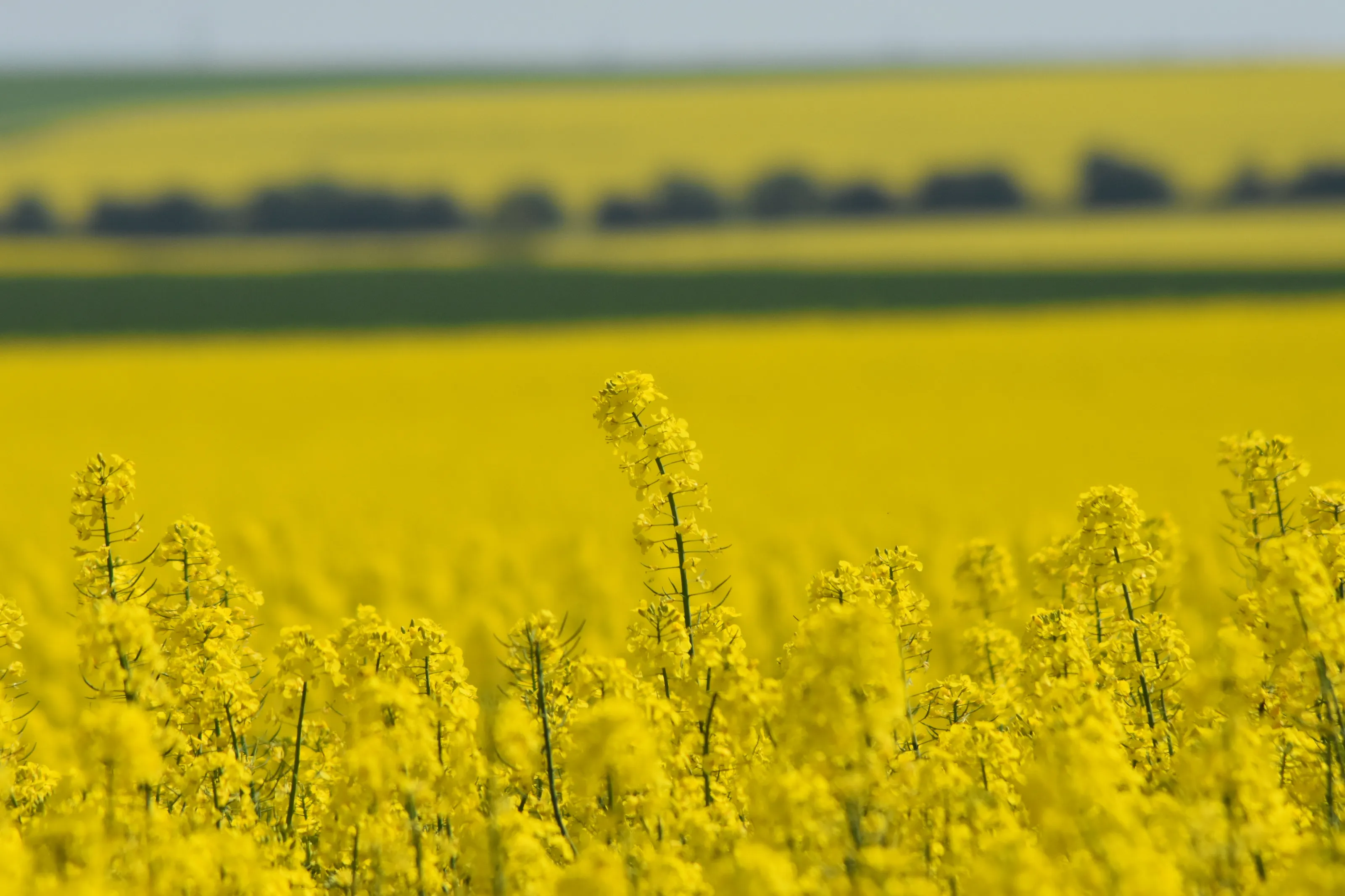 Scenic view of oilseed rape field - South Yorkshire UK