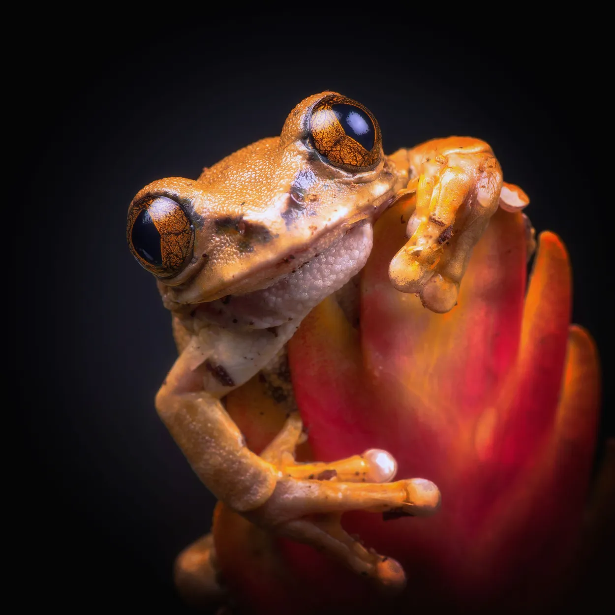 Entry 2881679
