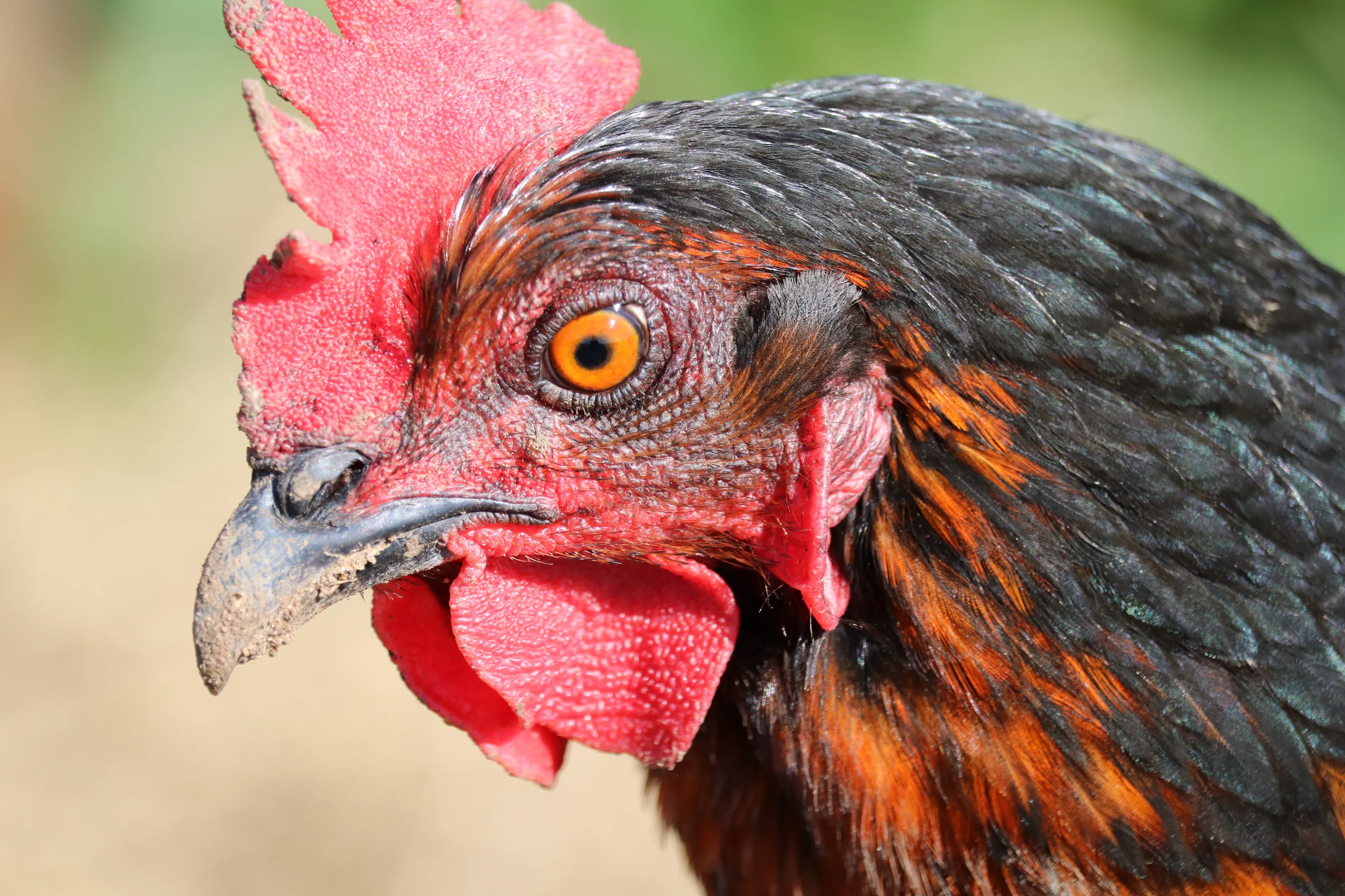 chicken portrait