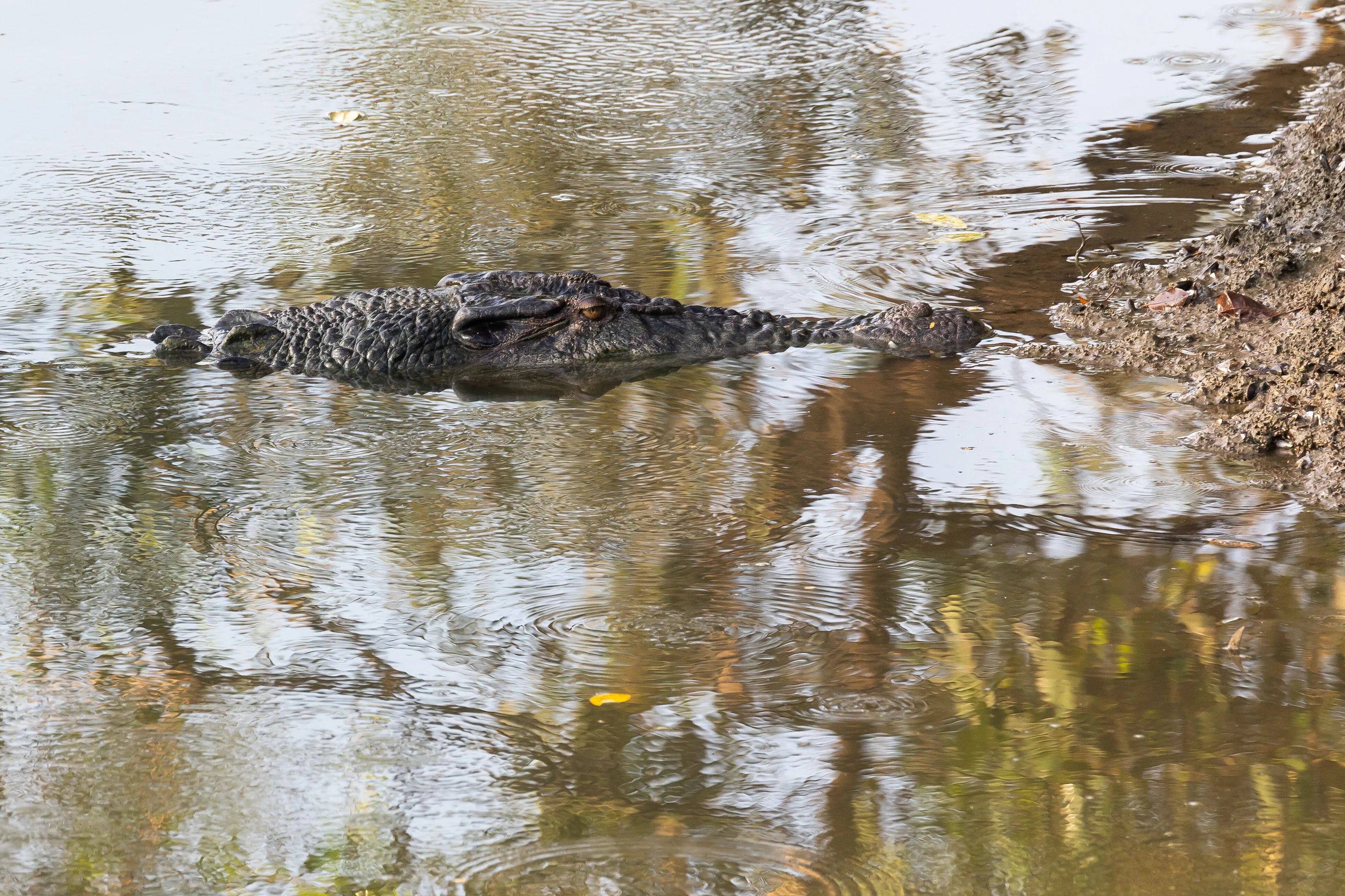 Waiting for prey, salt water crocodile in Singapore