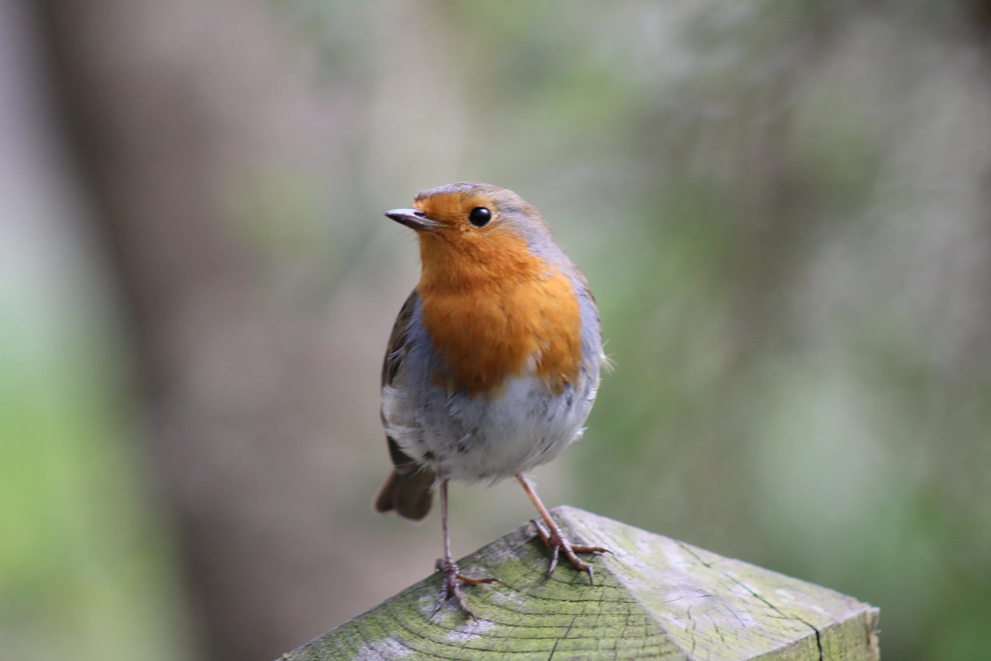 Beautiful Robin posing in the woods