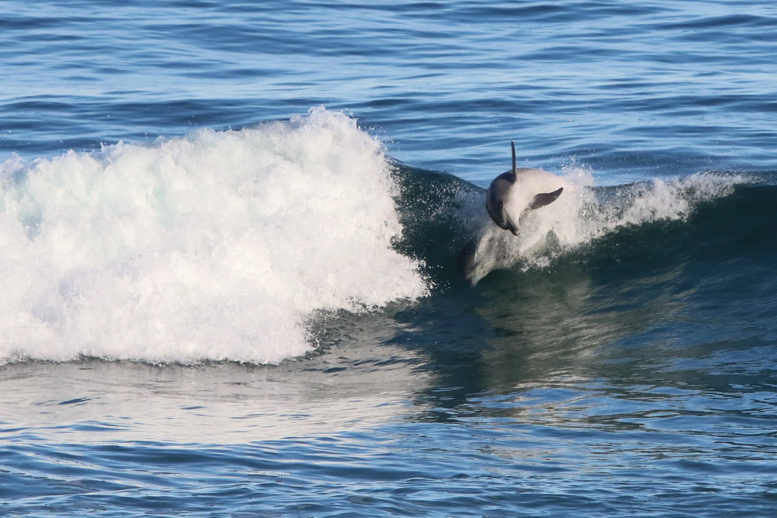 Playing Dolphin