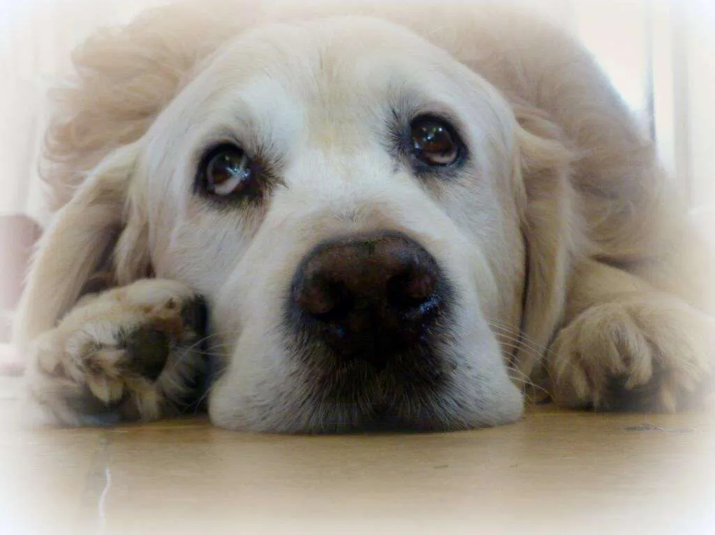 Hang Dog