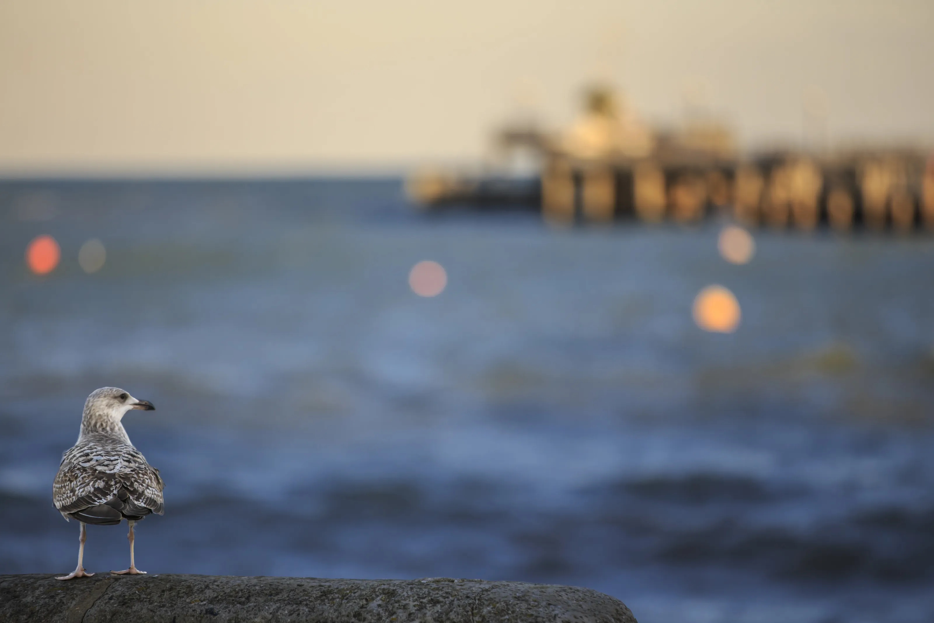 Seagull and Swanage Pier