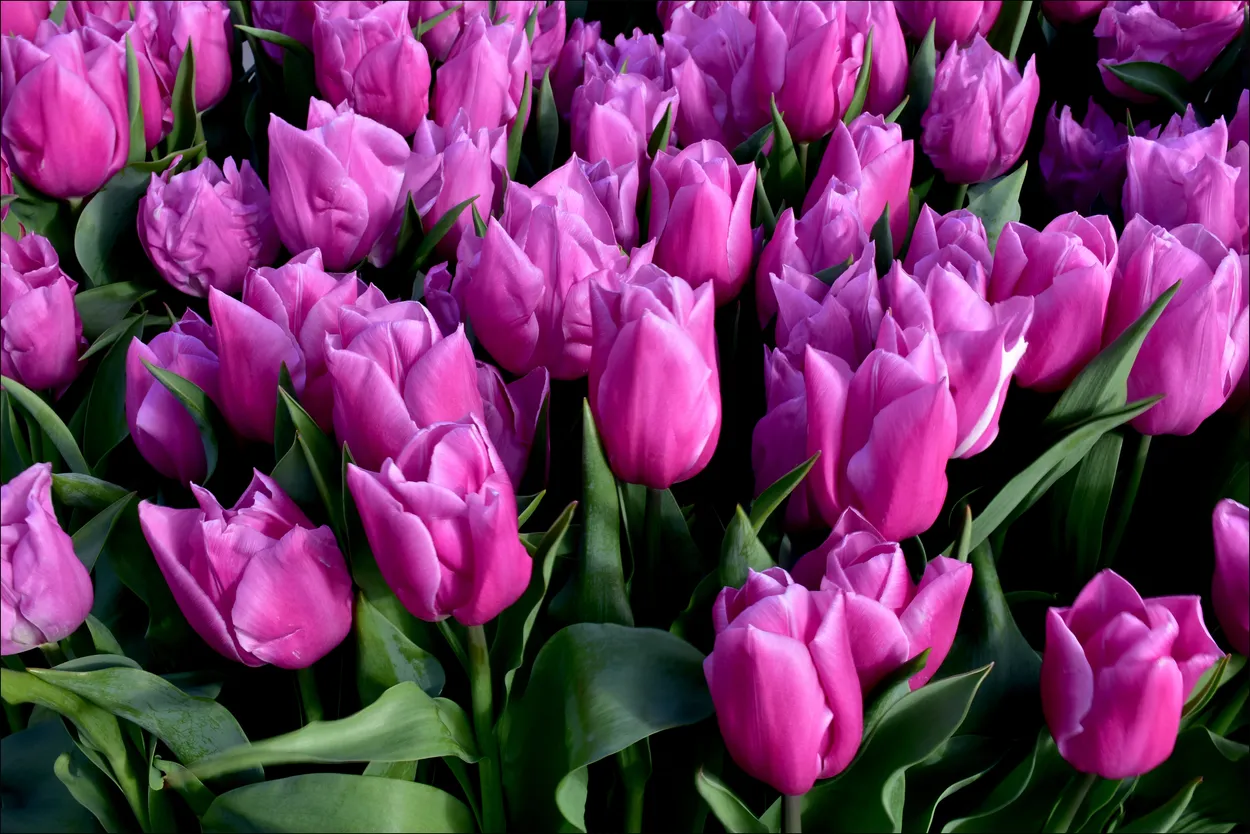 Entry 4704150