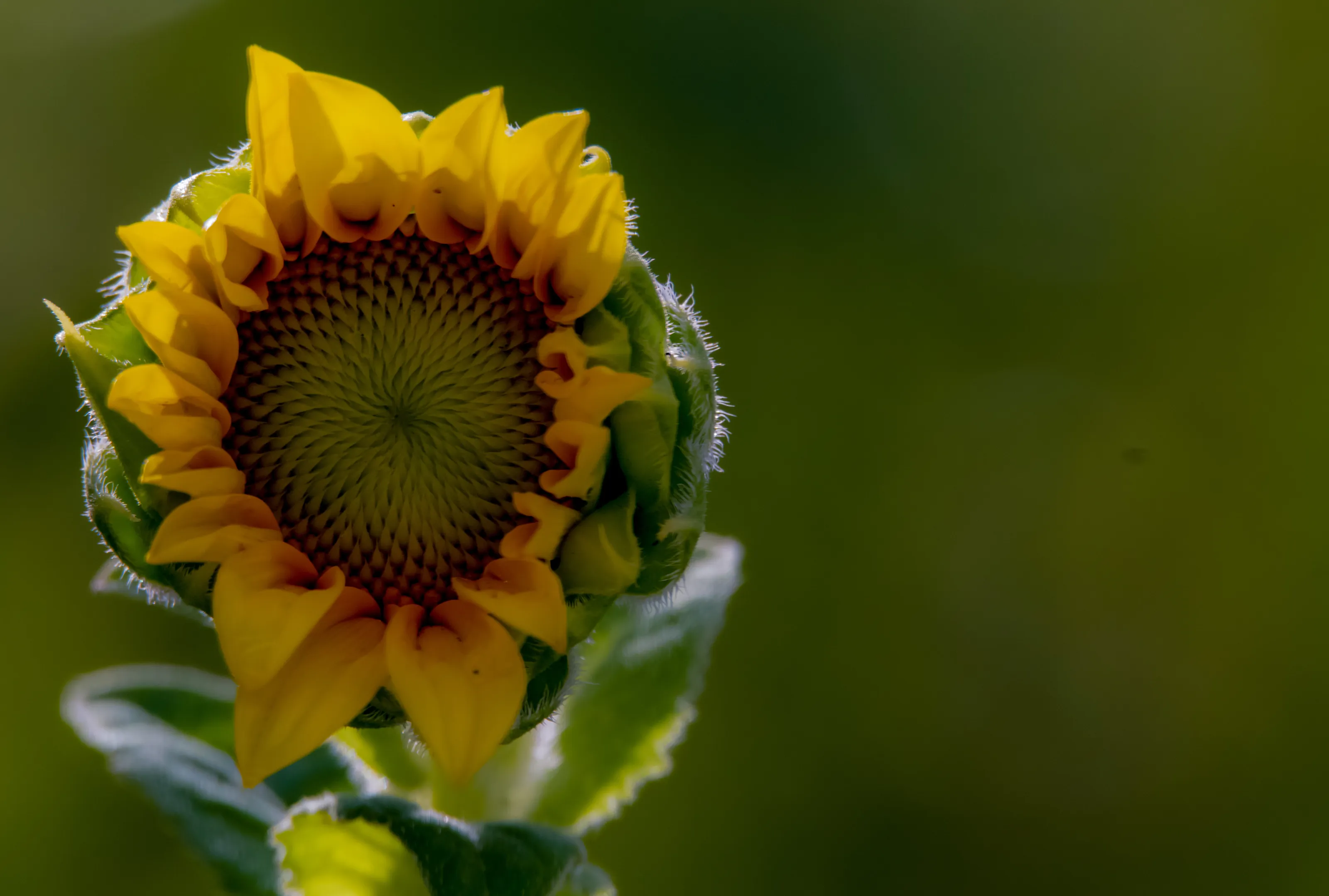 The Young Sunflower