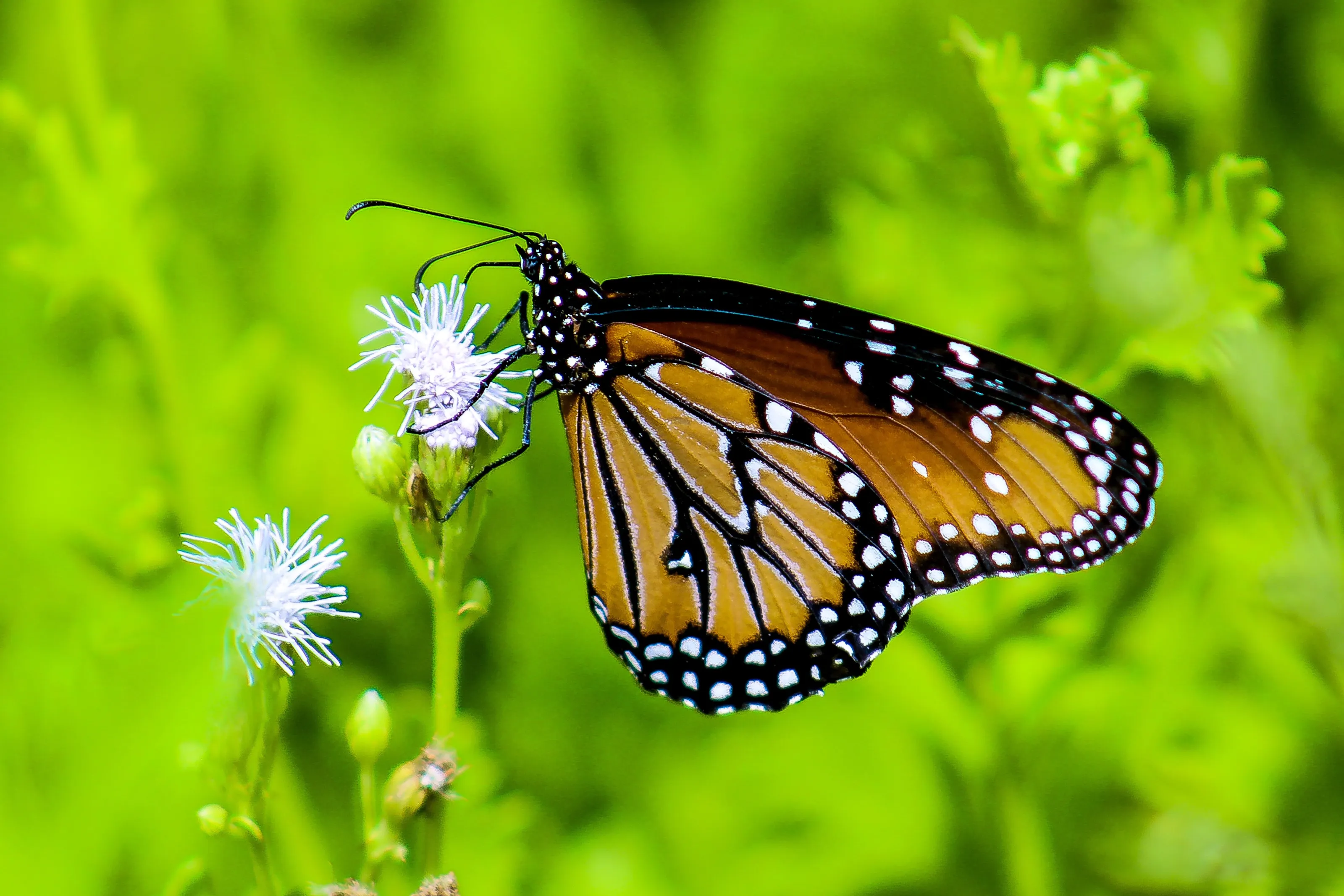 Butterfly Power
