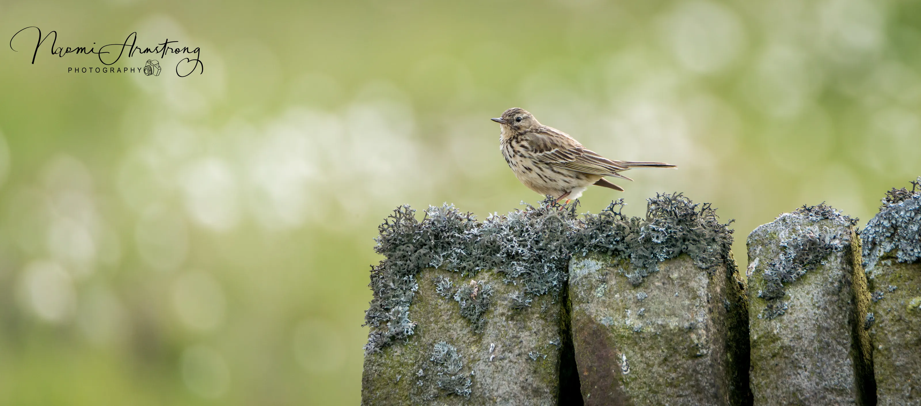 Meadow Pipit