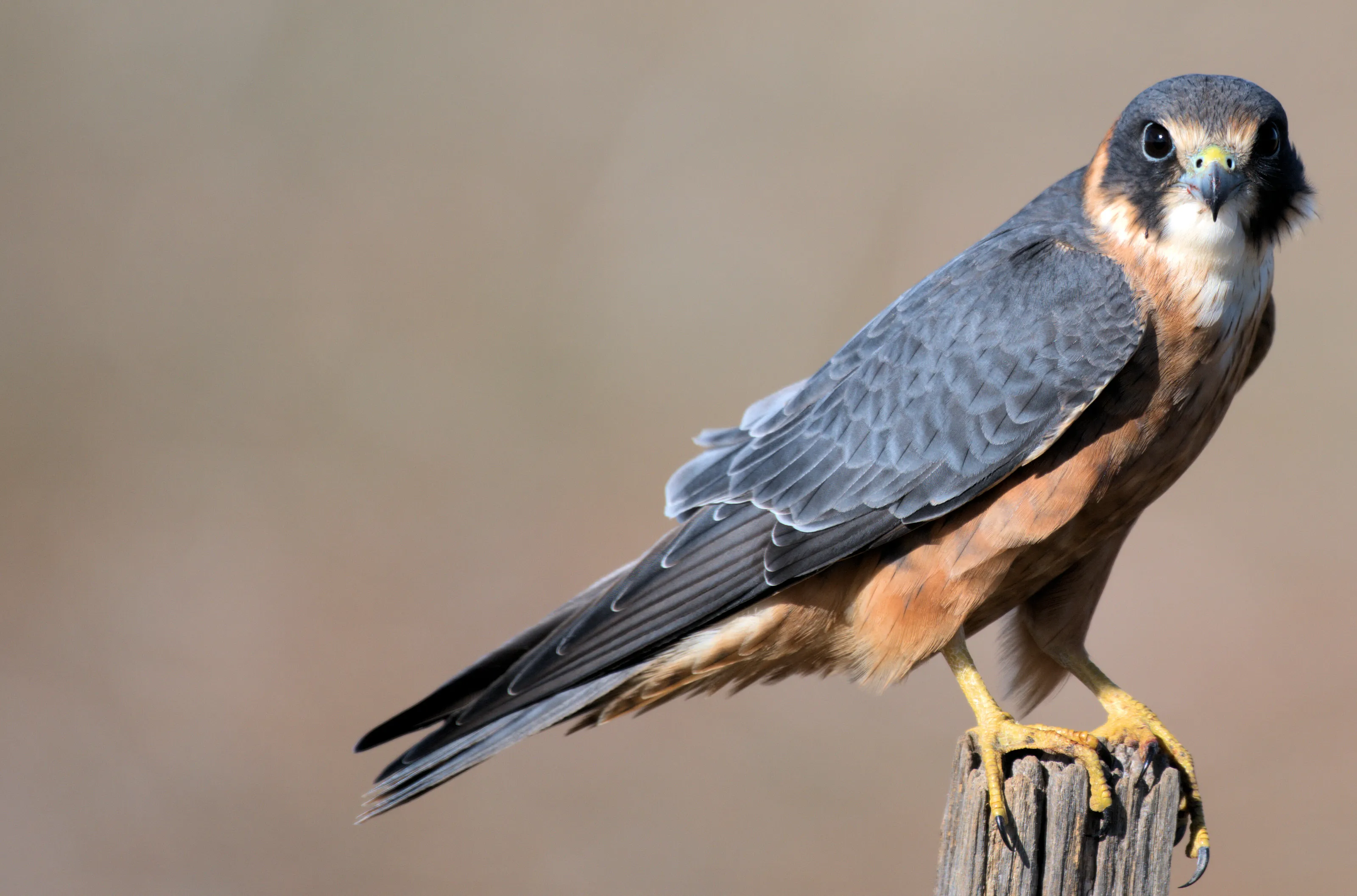 Australian Hobby
