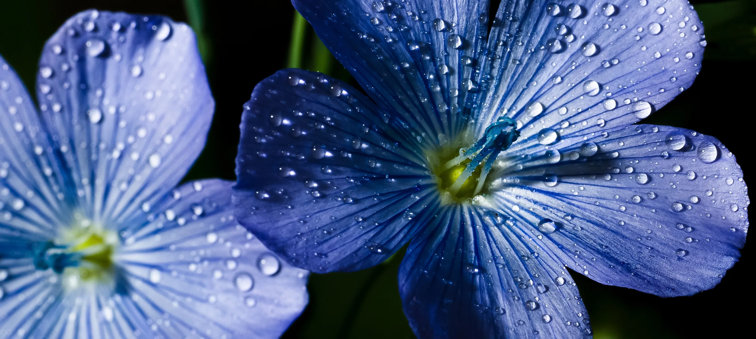 Linseed flower