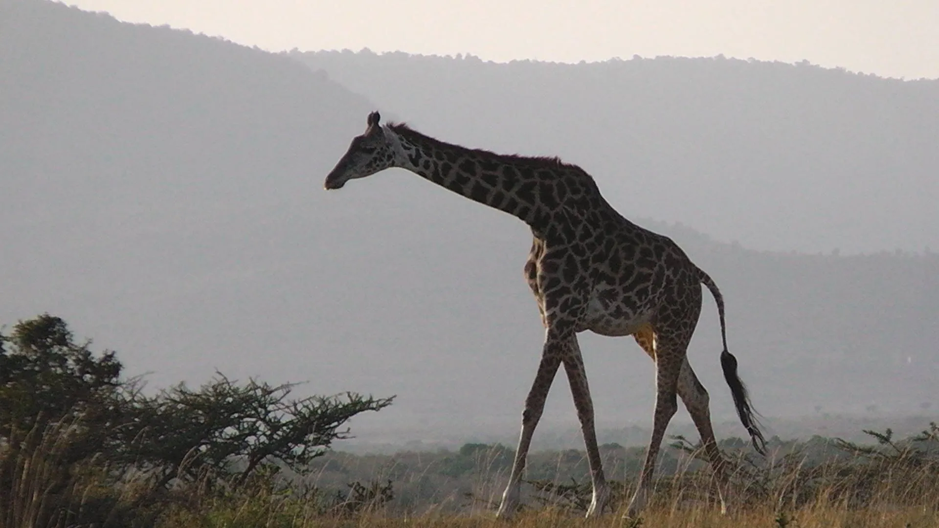 Lonely giraffe