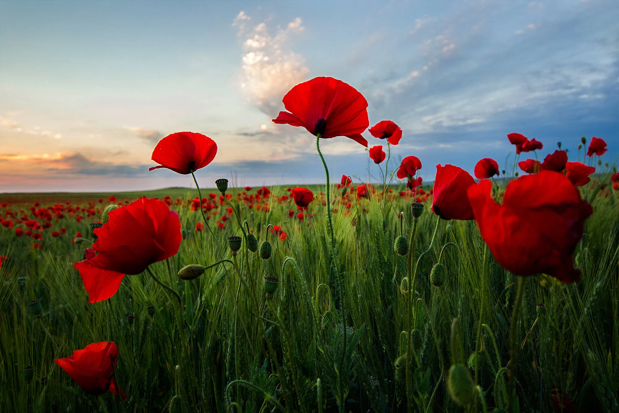 Poetry of Sunset