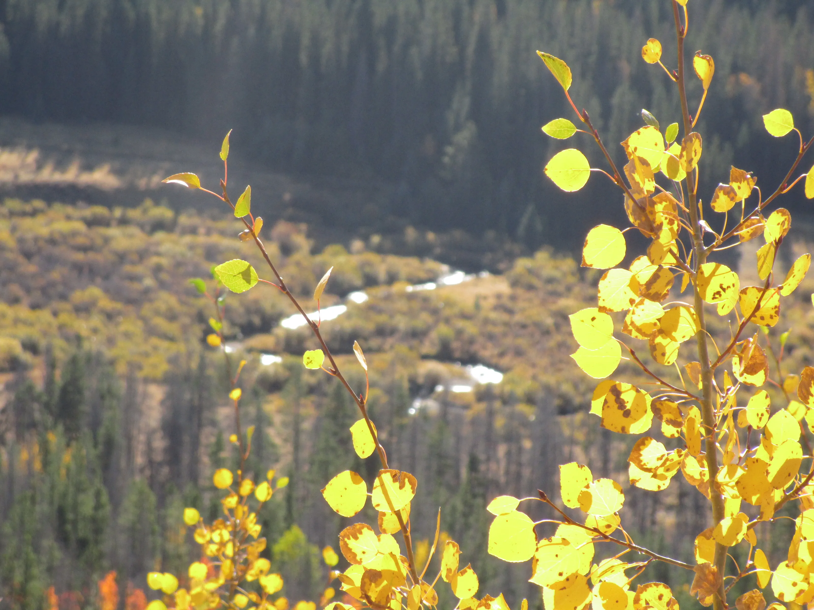 Quakey aspens