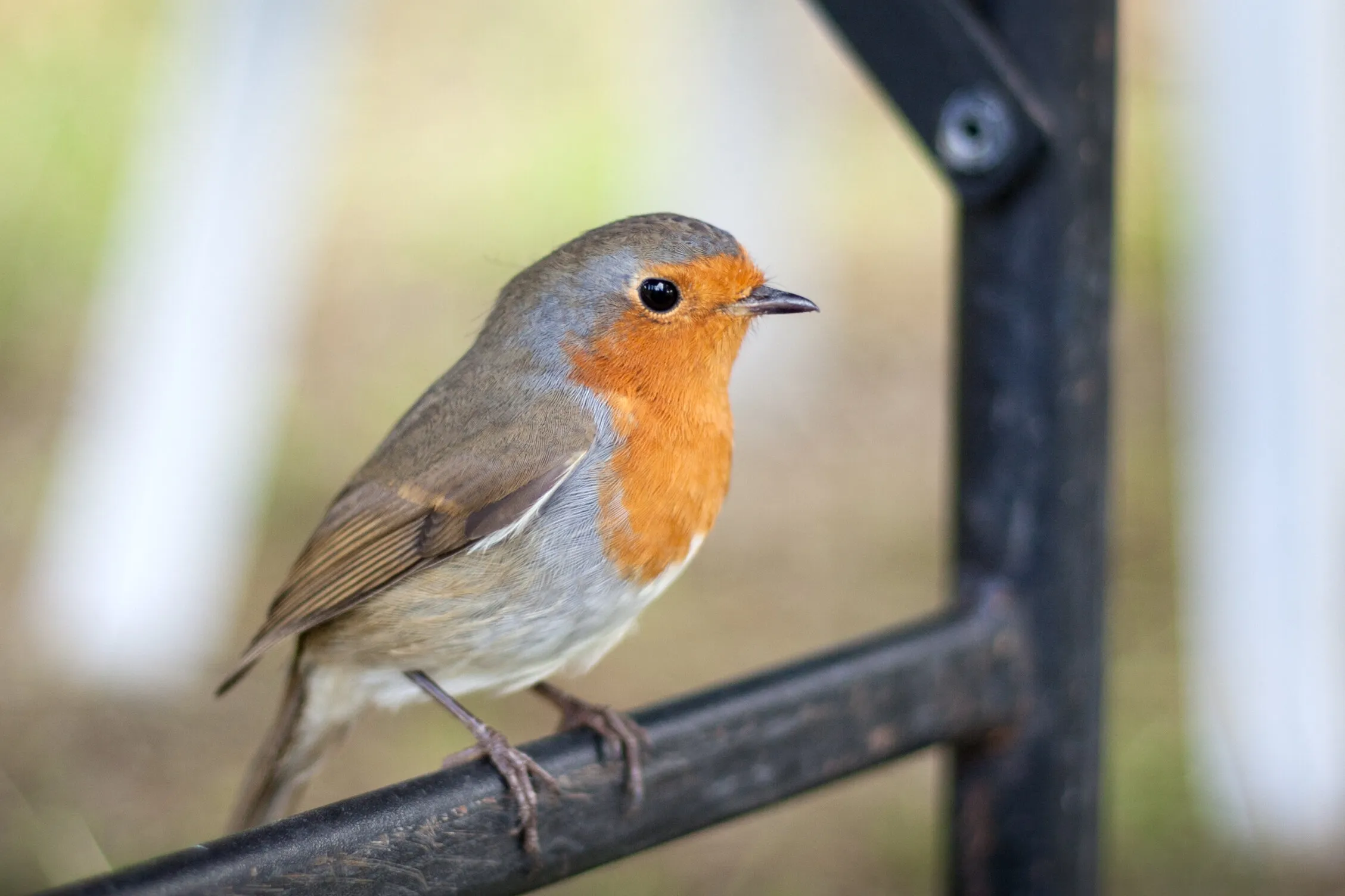 The Robin