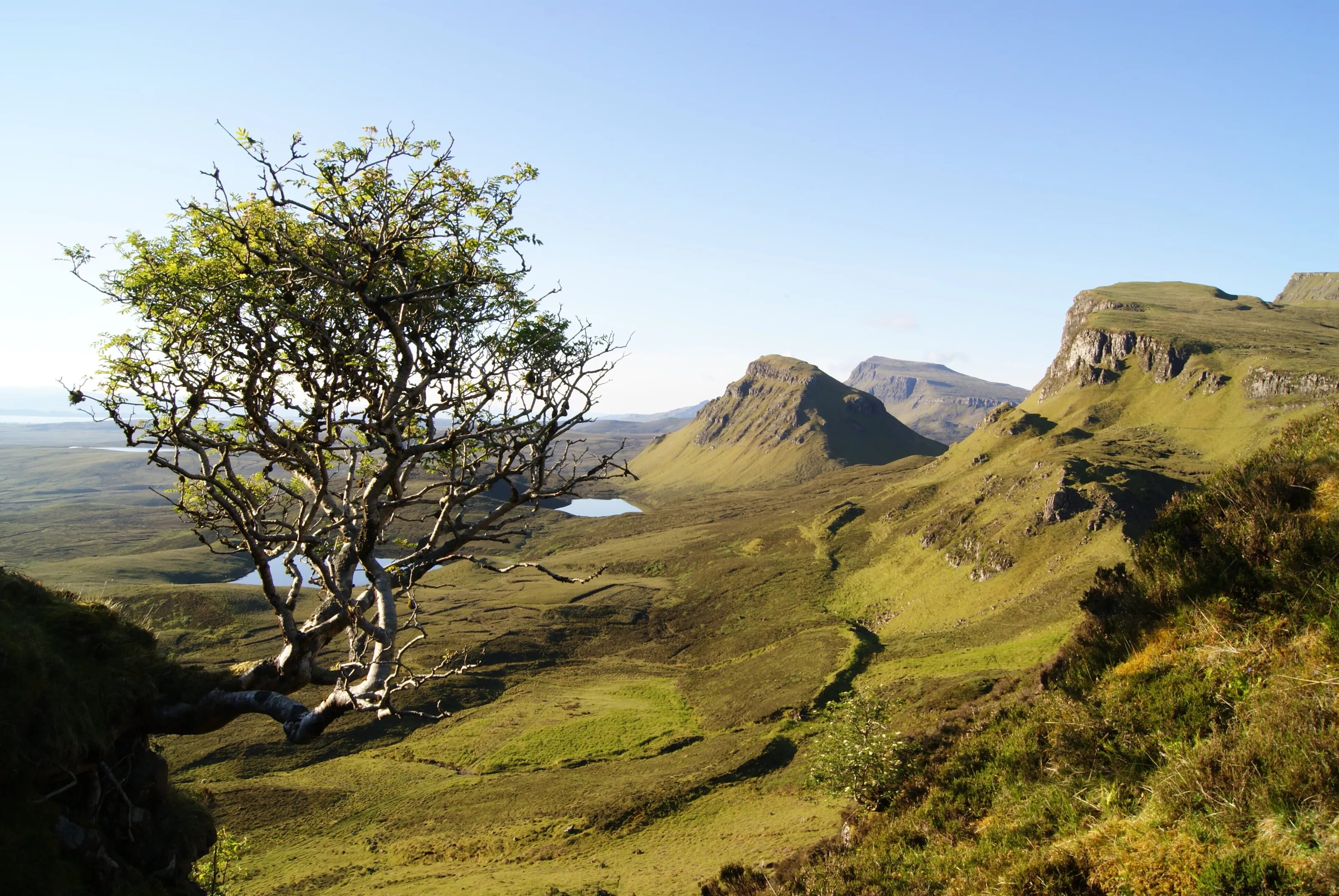 Lonely Tree on the Quiraing